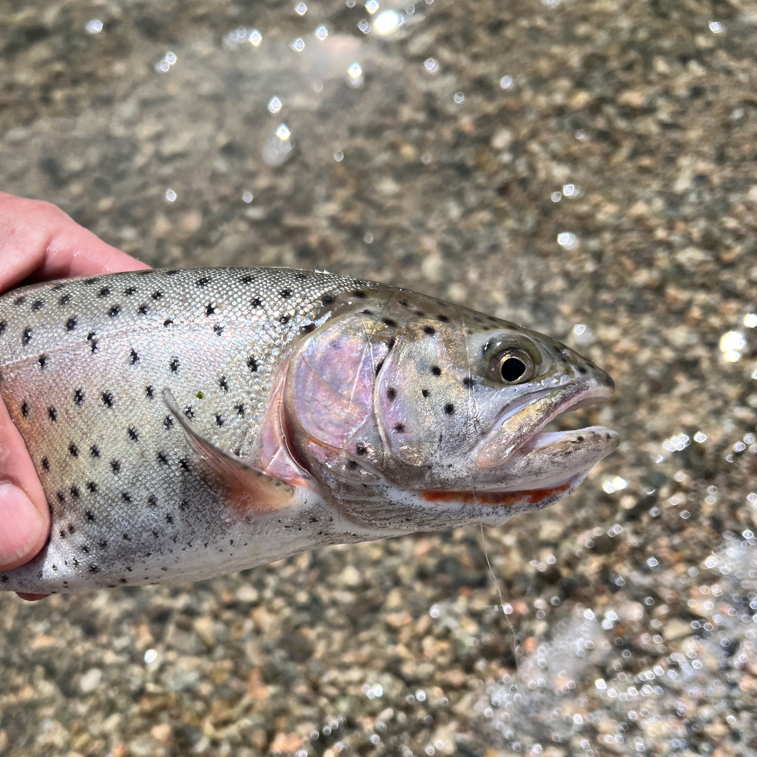 Favorite Fly FAQs