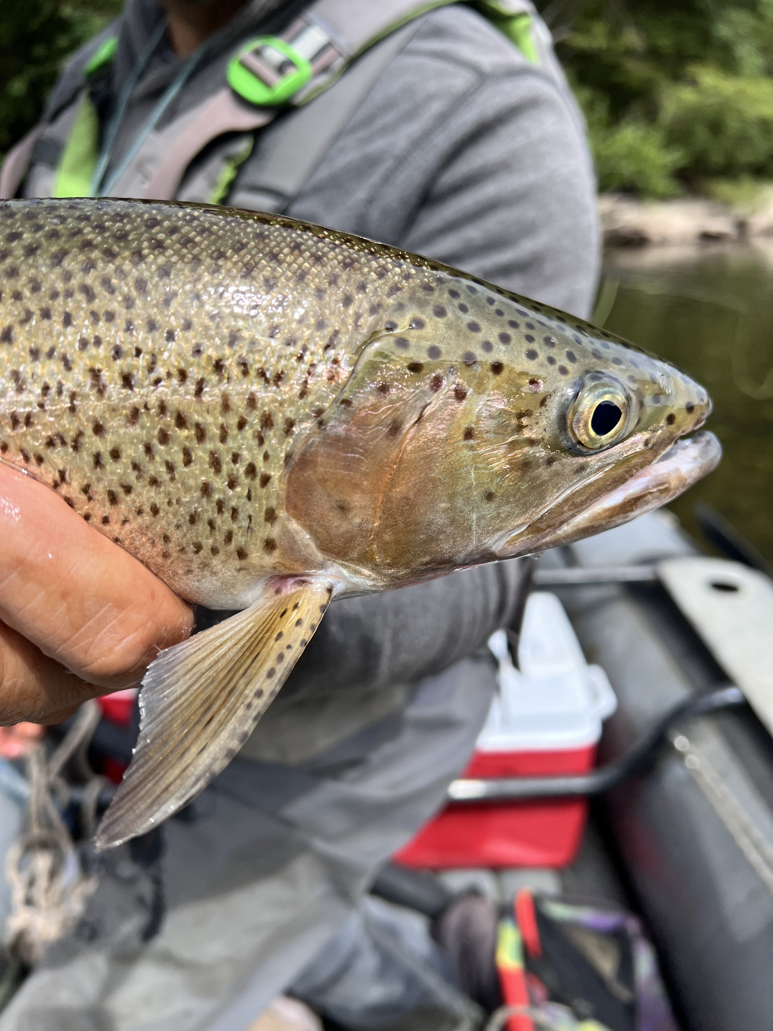 Every Brown Trout is Different