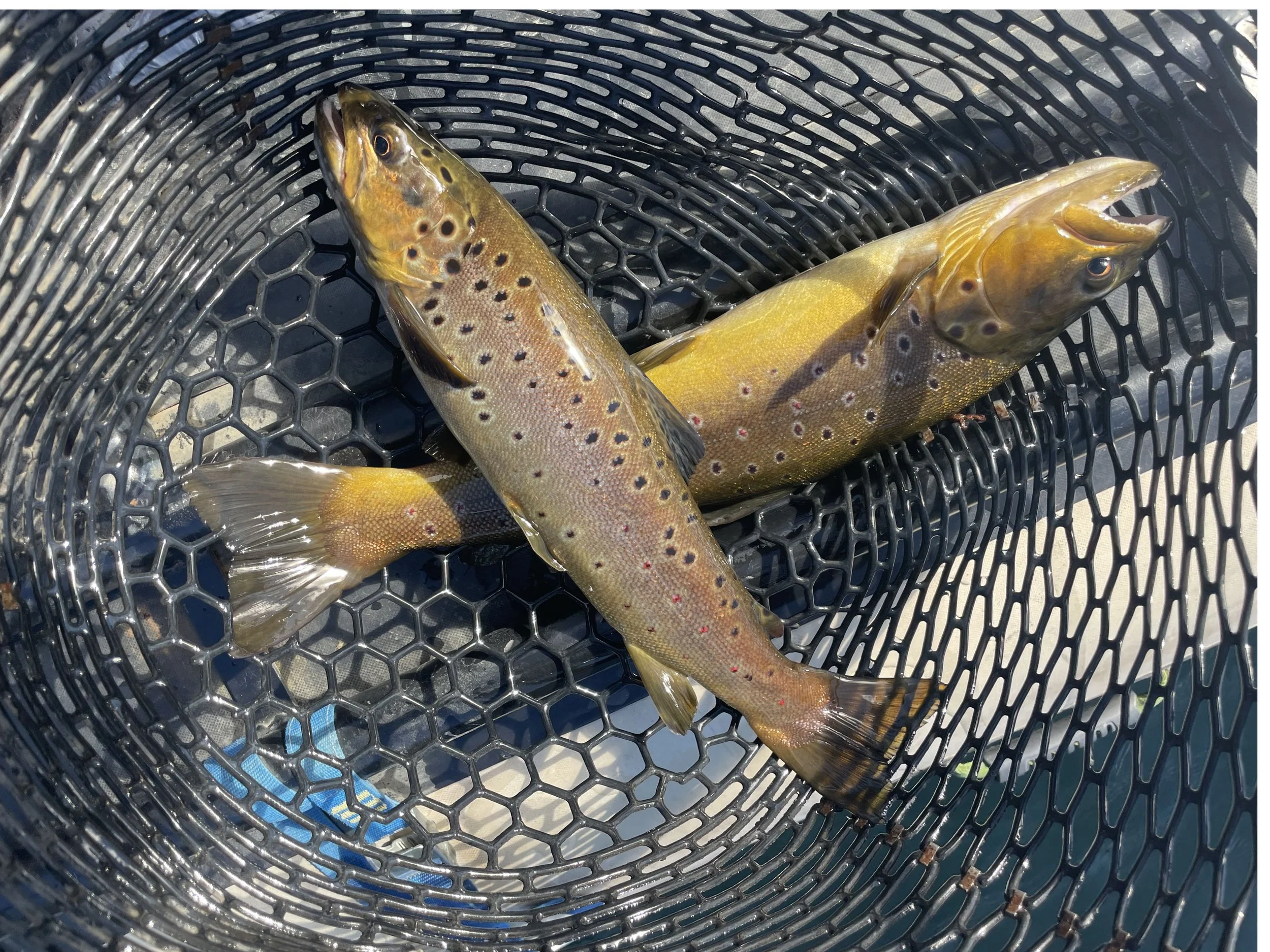 Peter and Steve With a Double