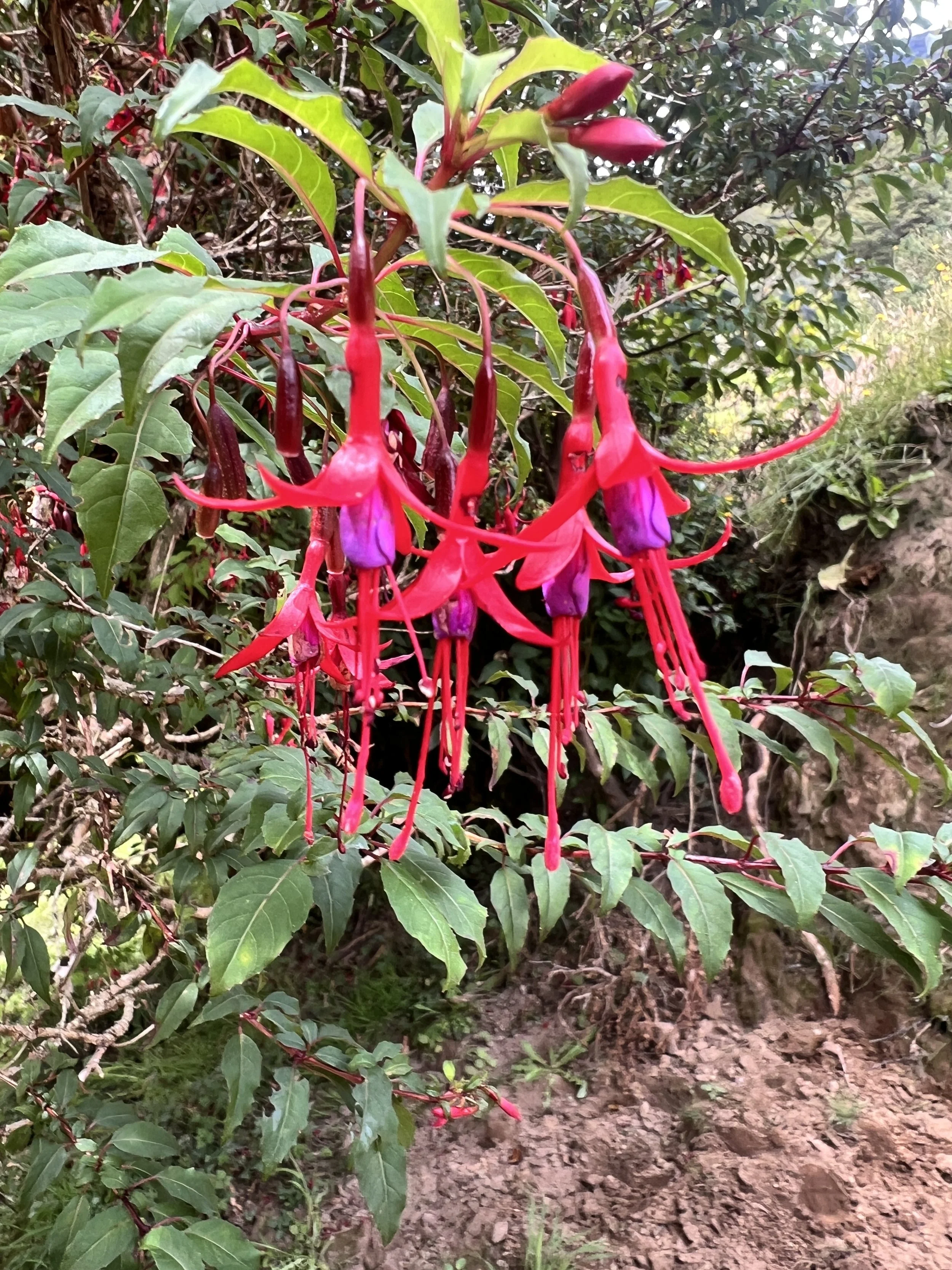 Tree Fuscia