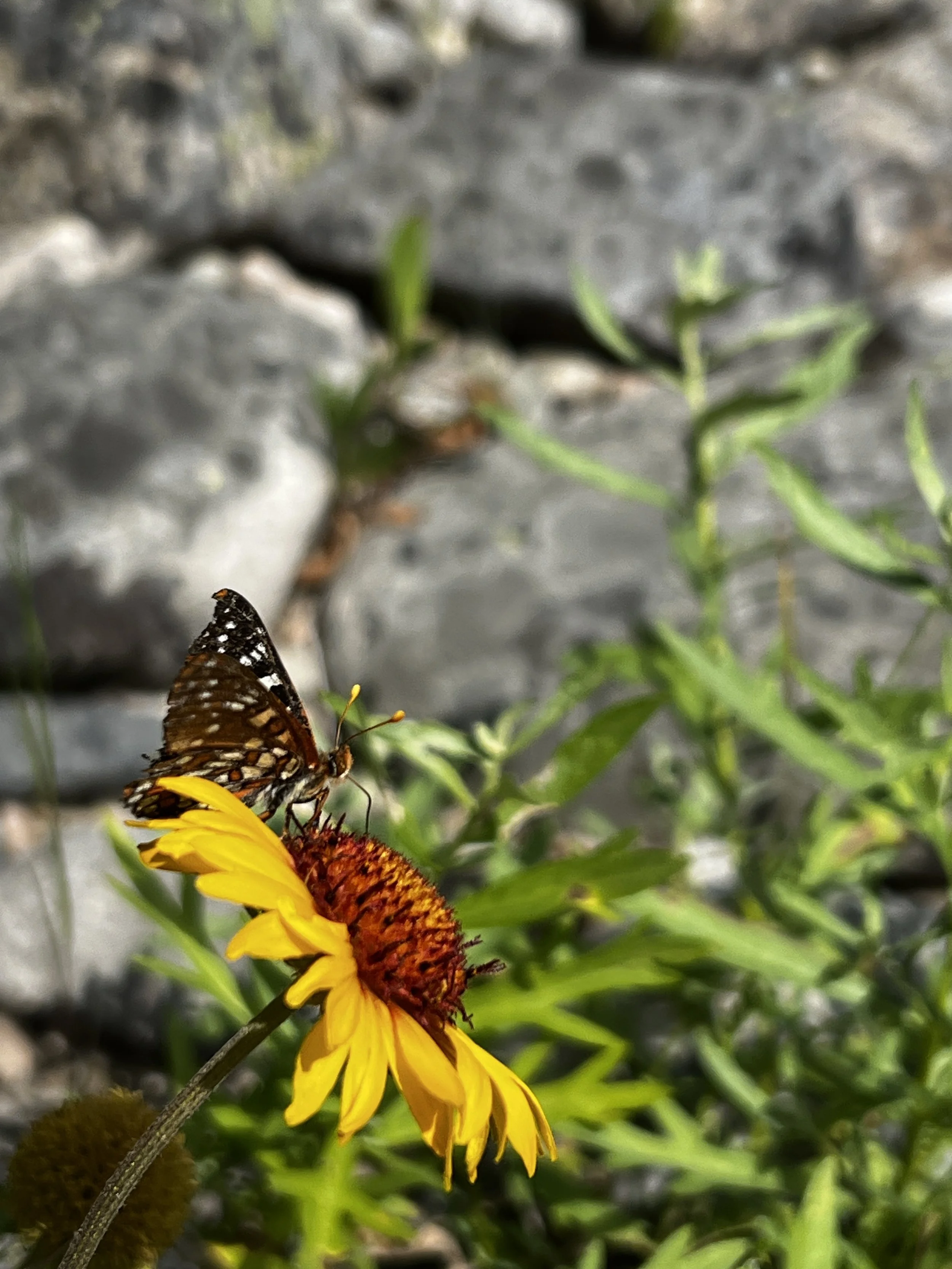 Checkerspot Butterfly