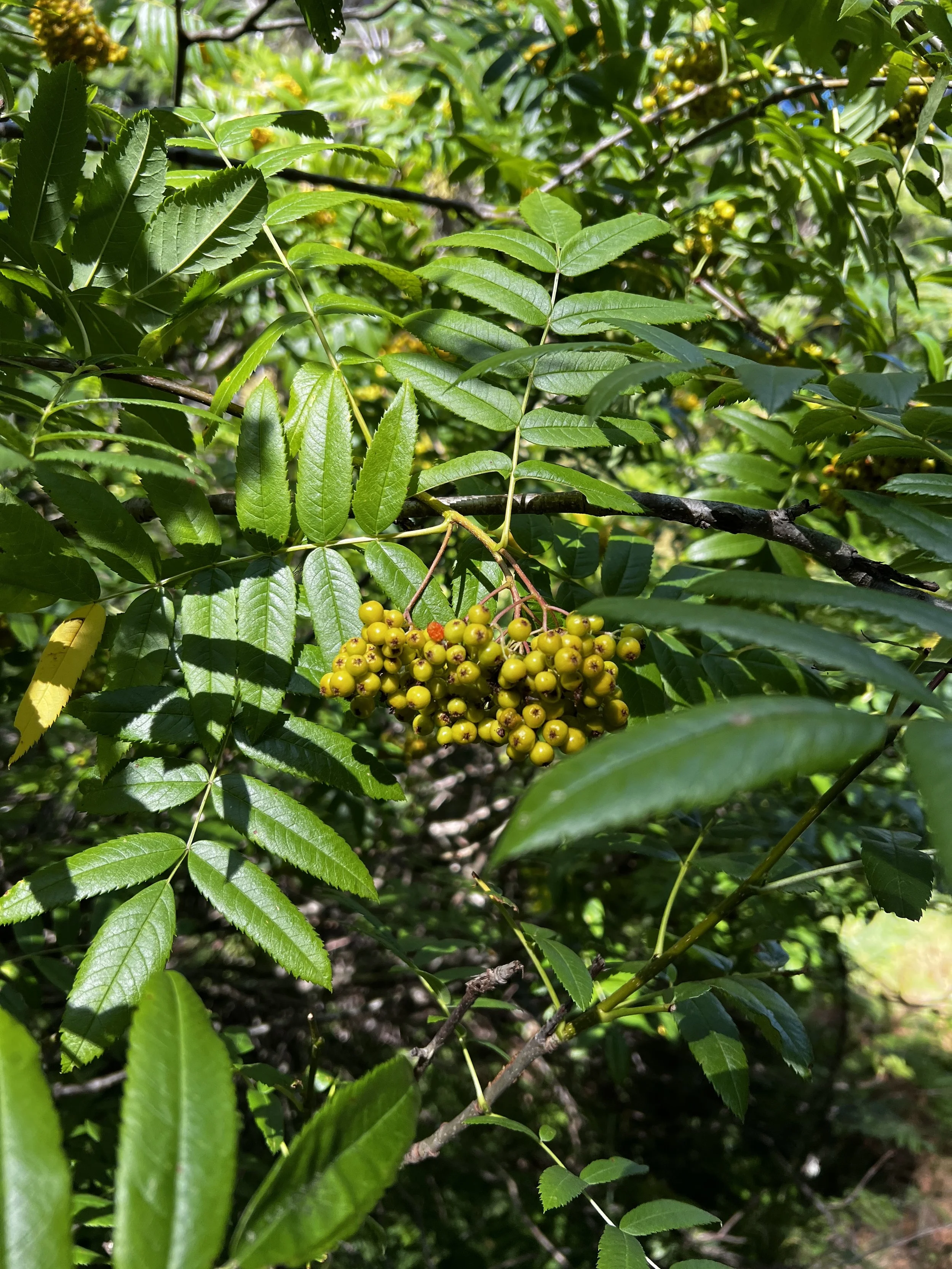 Mountain Ash