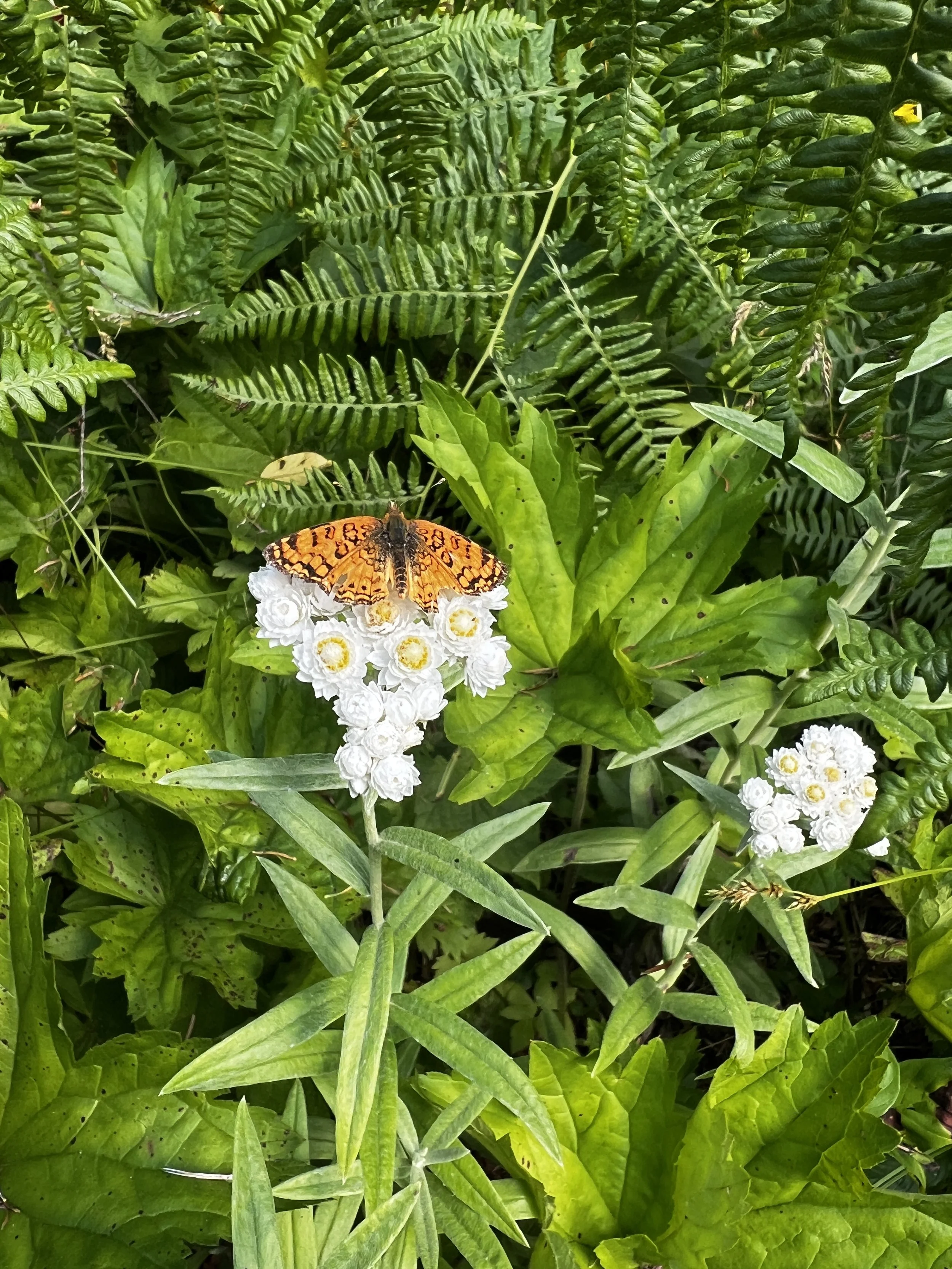 Mylitta Crescent Butterfly 