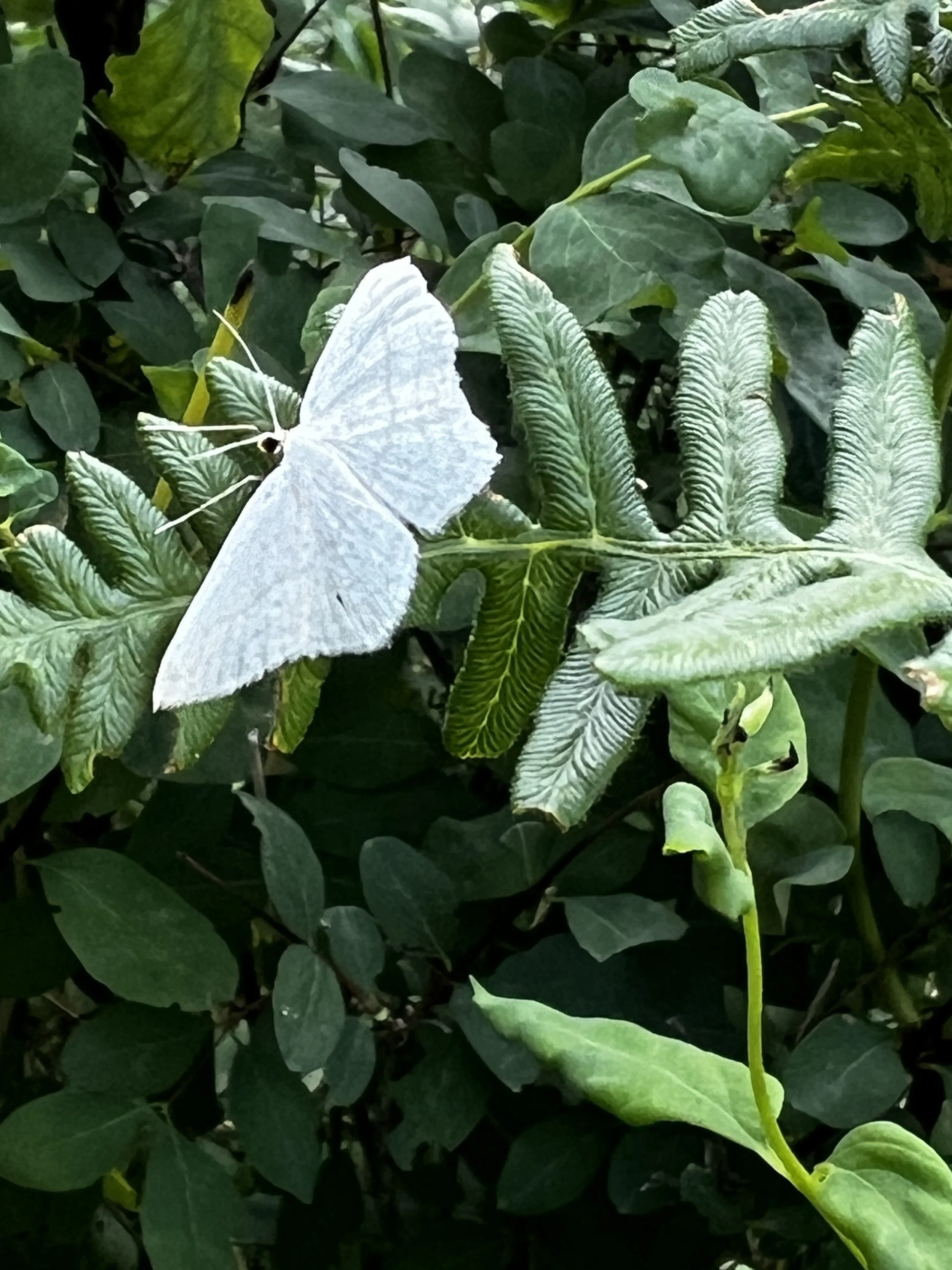 Common White Wave Moth