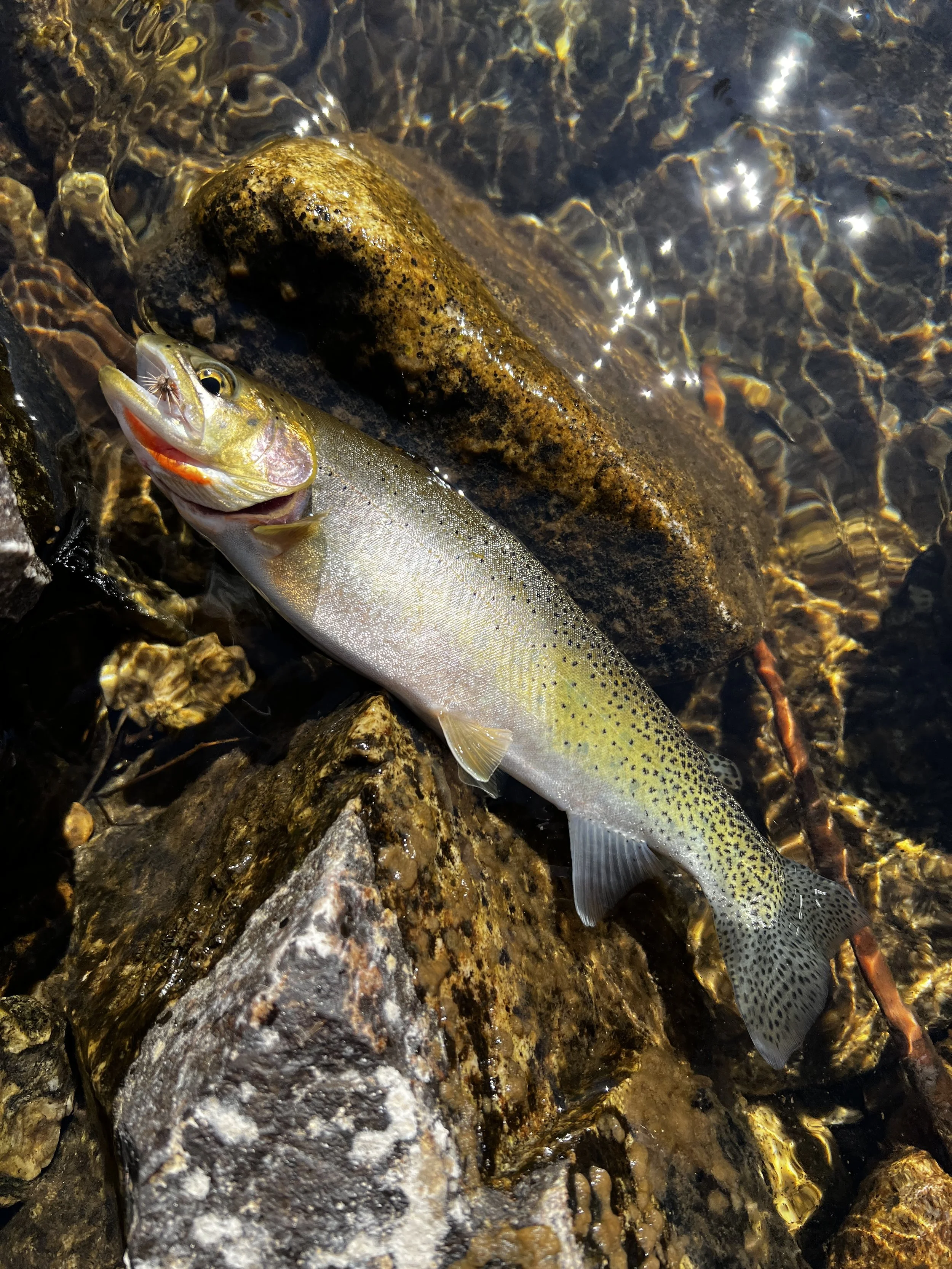 Cutthroat and Butterflies: A Lochsa Adventure