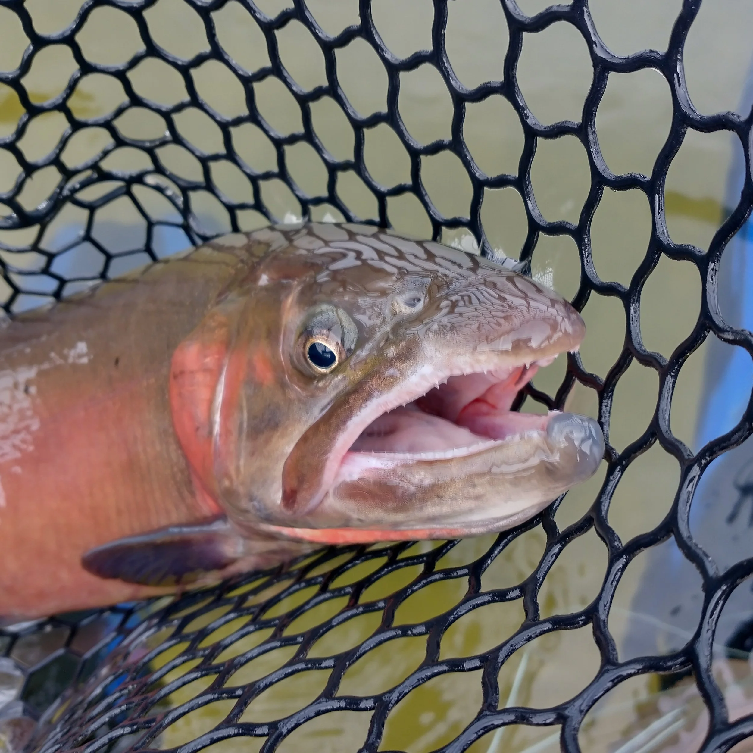 IMG_20260323_140223699_HDR (1).jpg