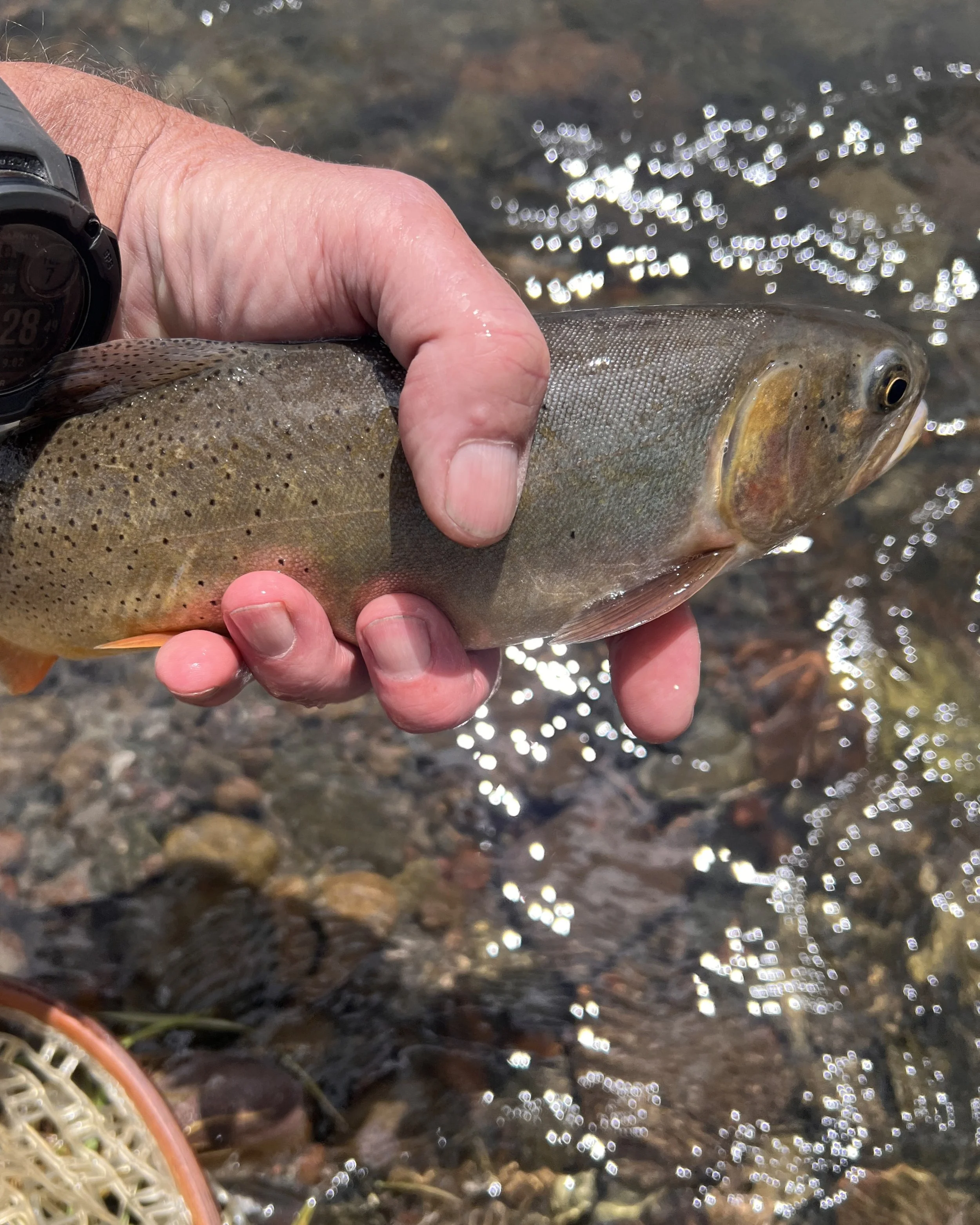 Yellowstone Cutthroat