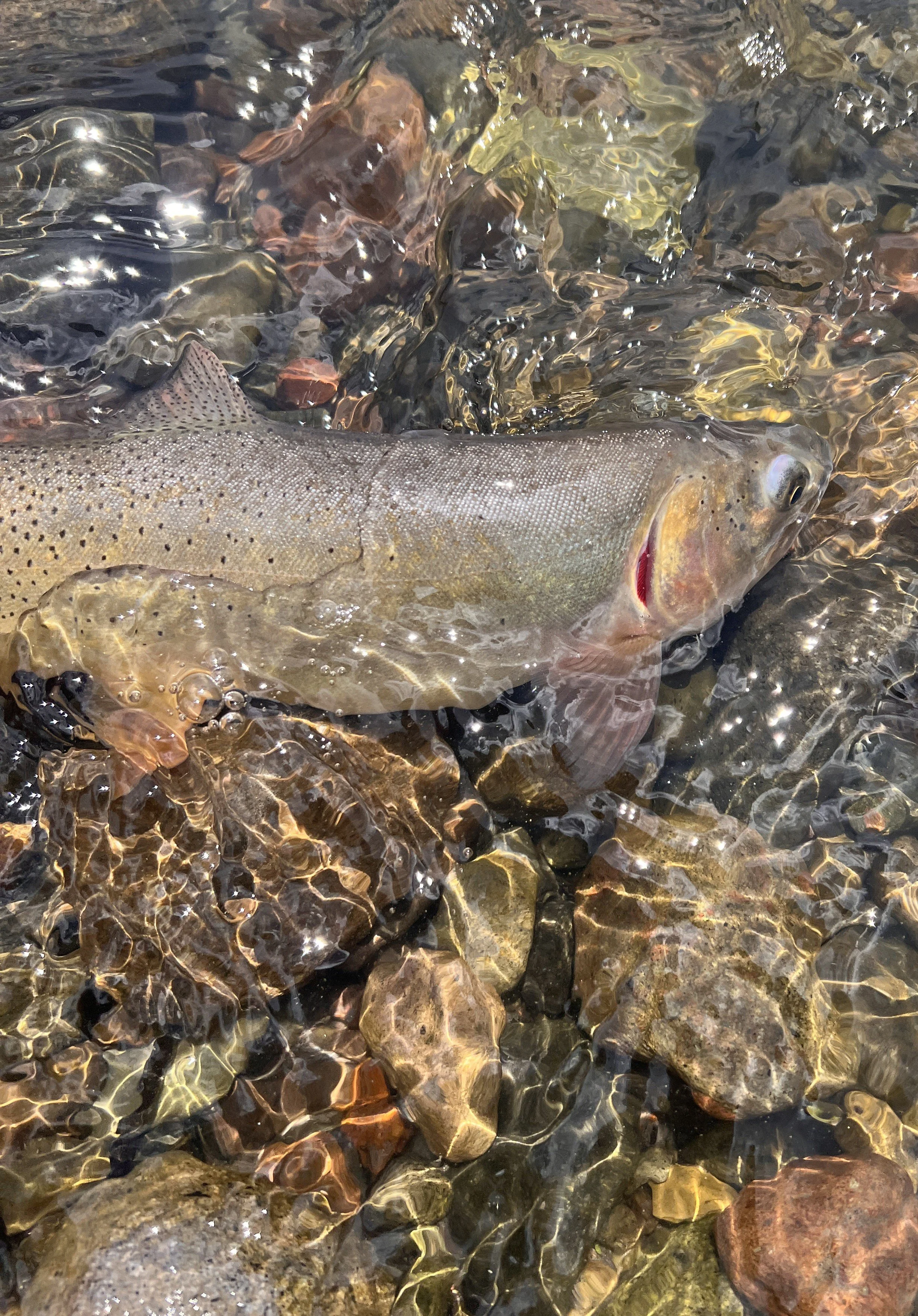 Yellowstone Cutthroat