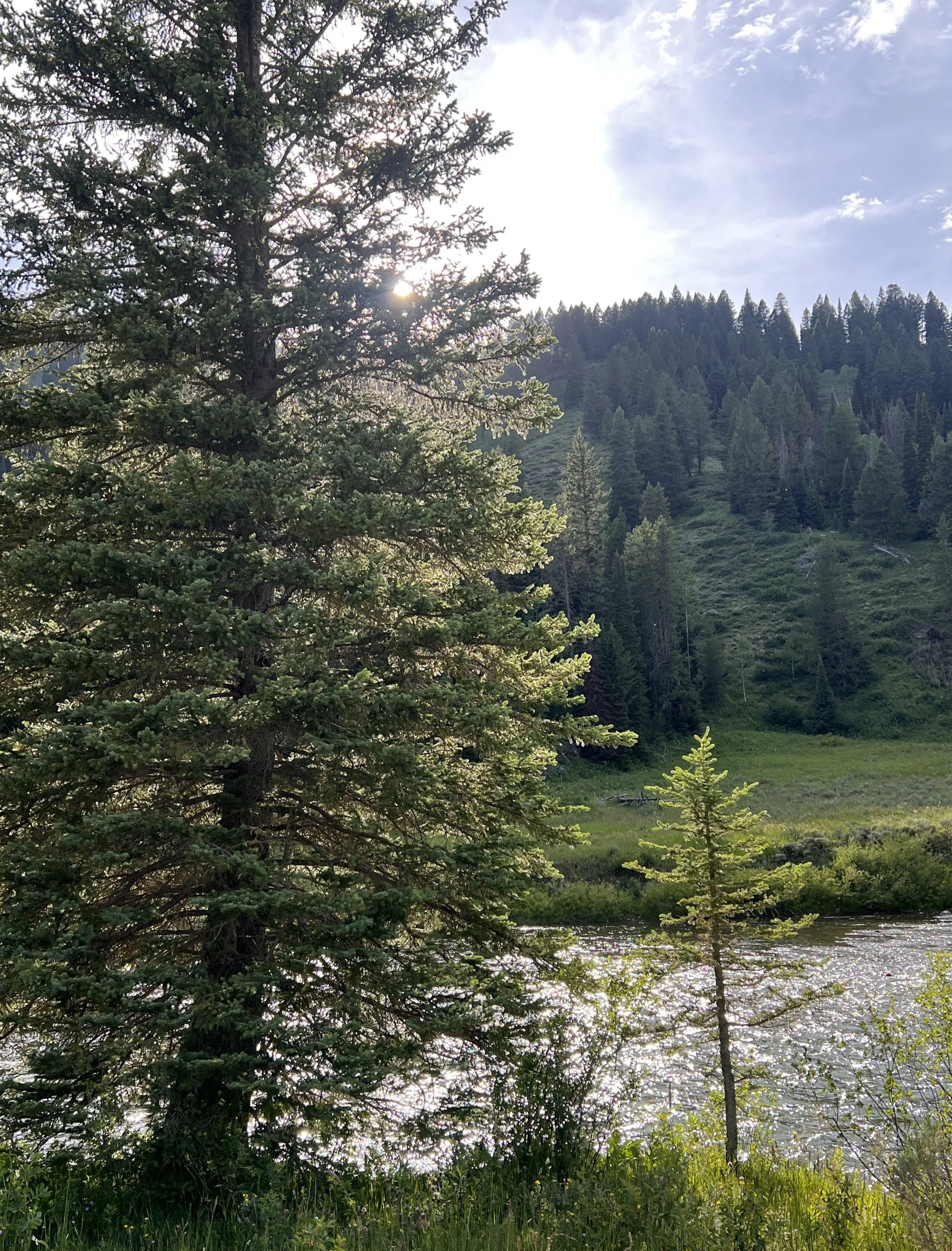 The Upper Greys River