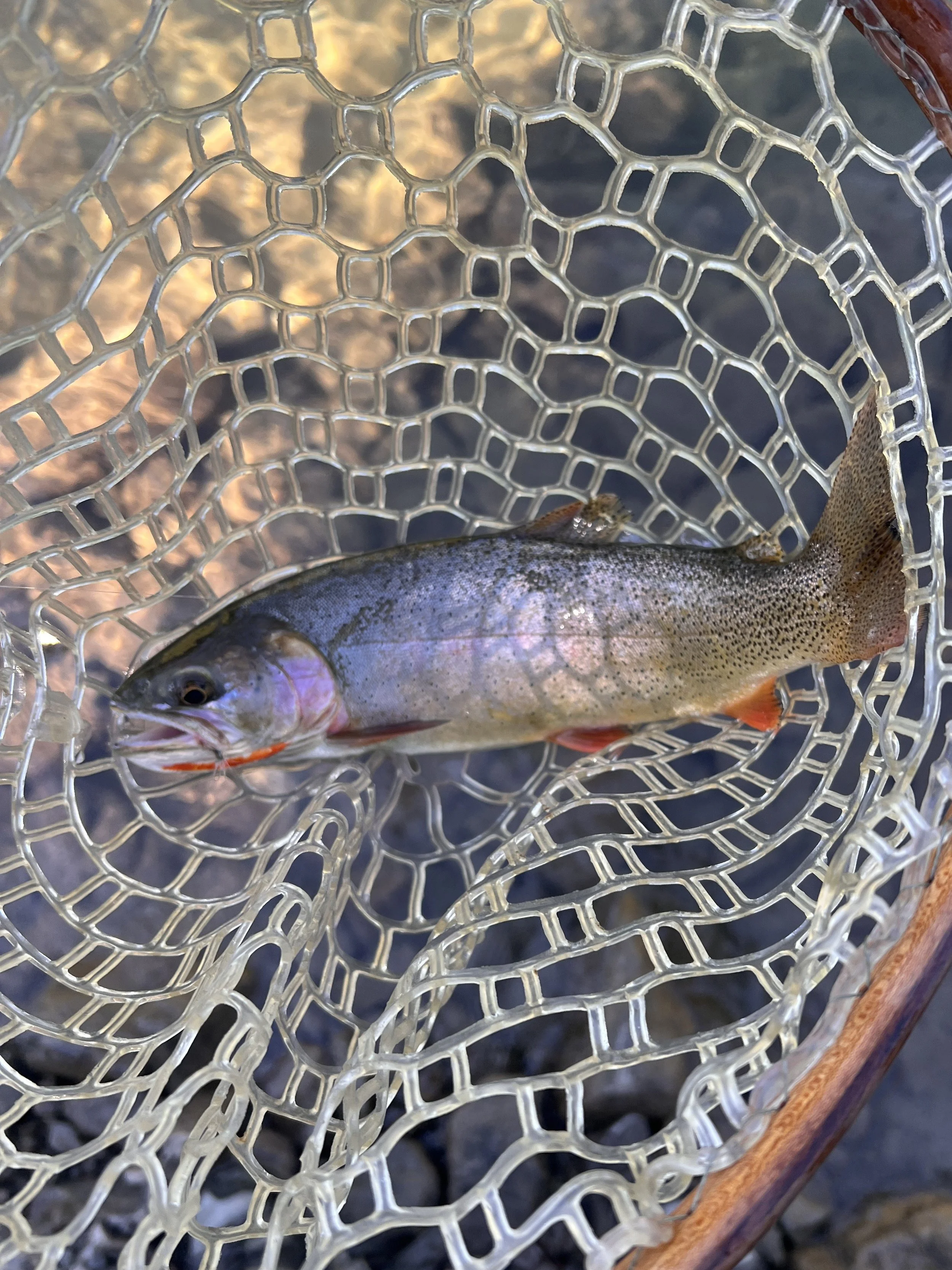 Snake River Finespotted Cutthroat