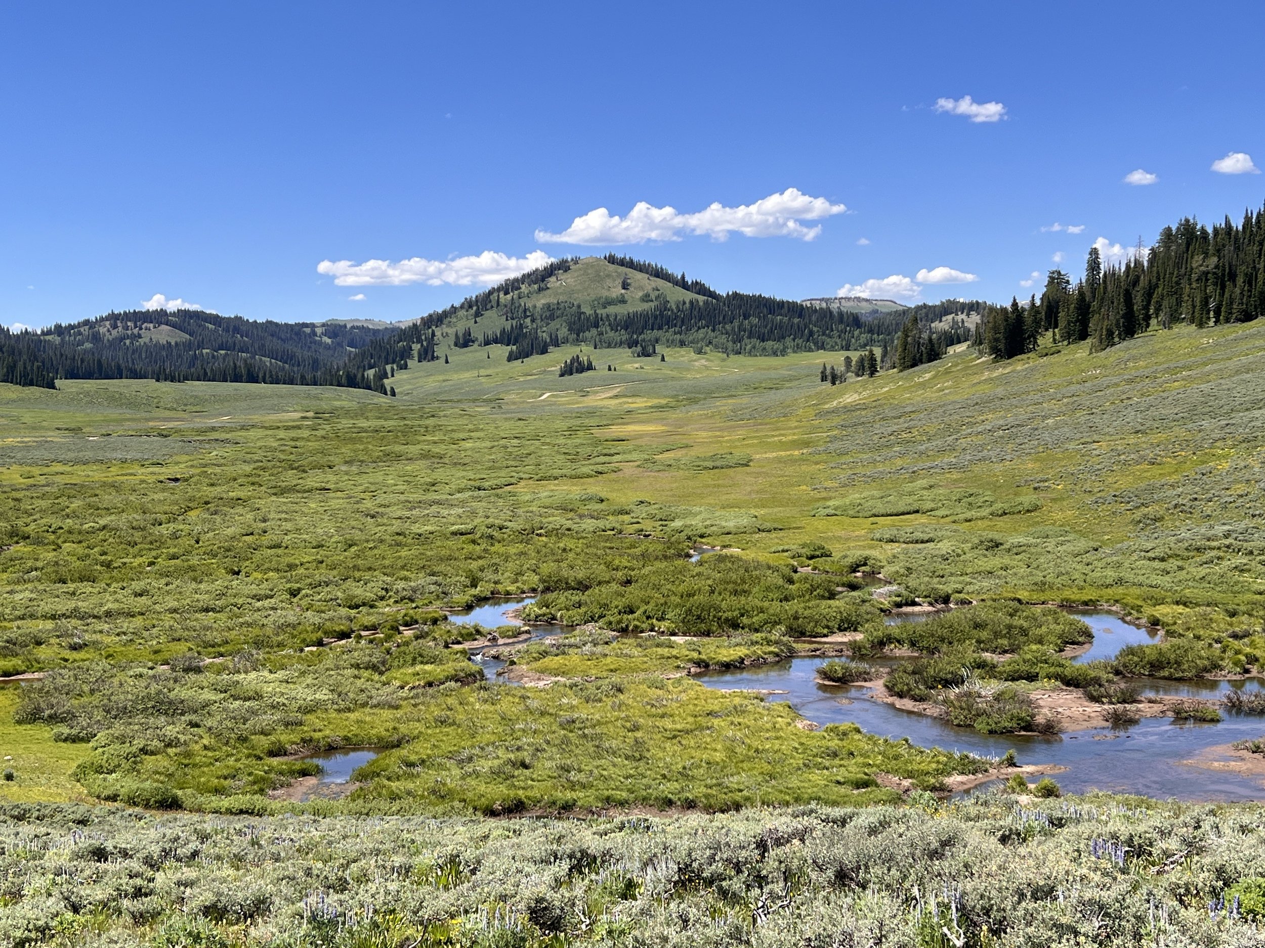 The source of LaBarge Creek, home to Colorado Cutthroat