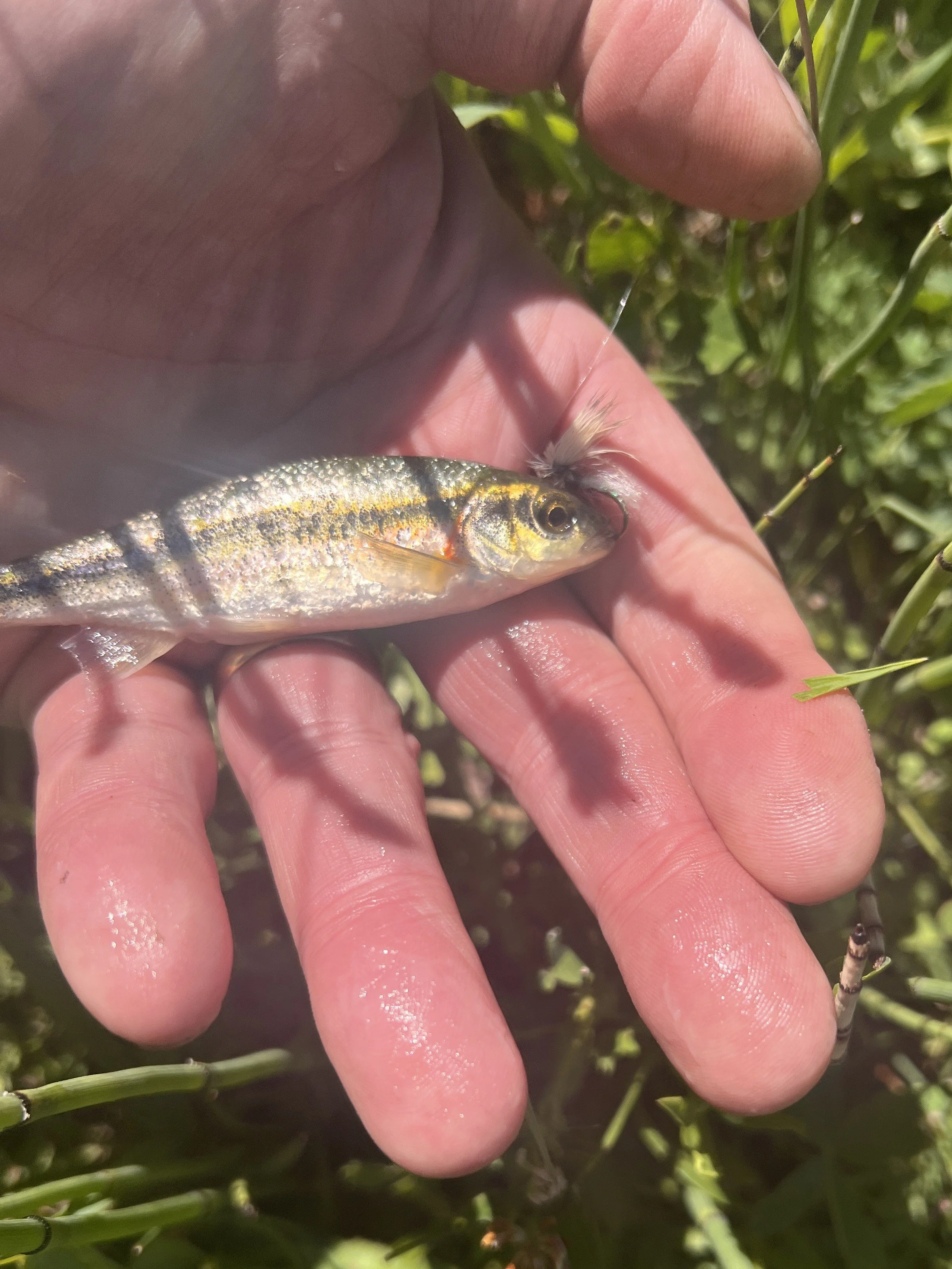 Sadly, a Redside Minnow