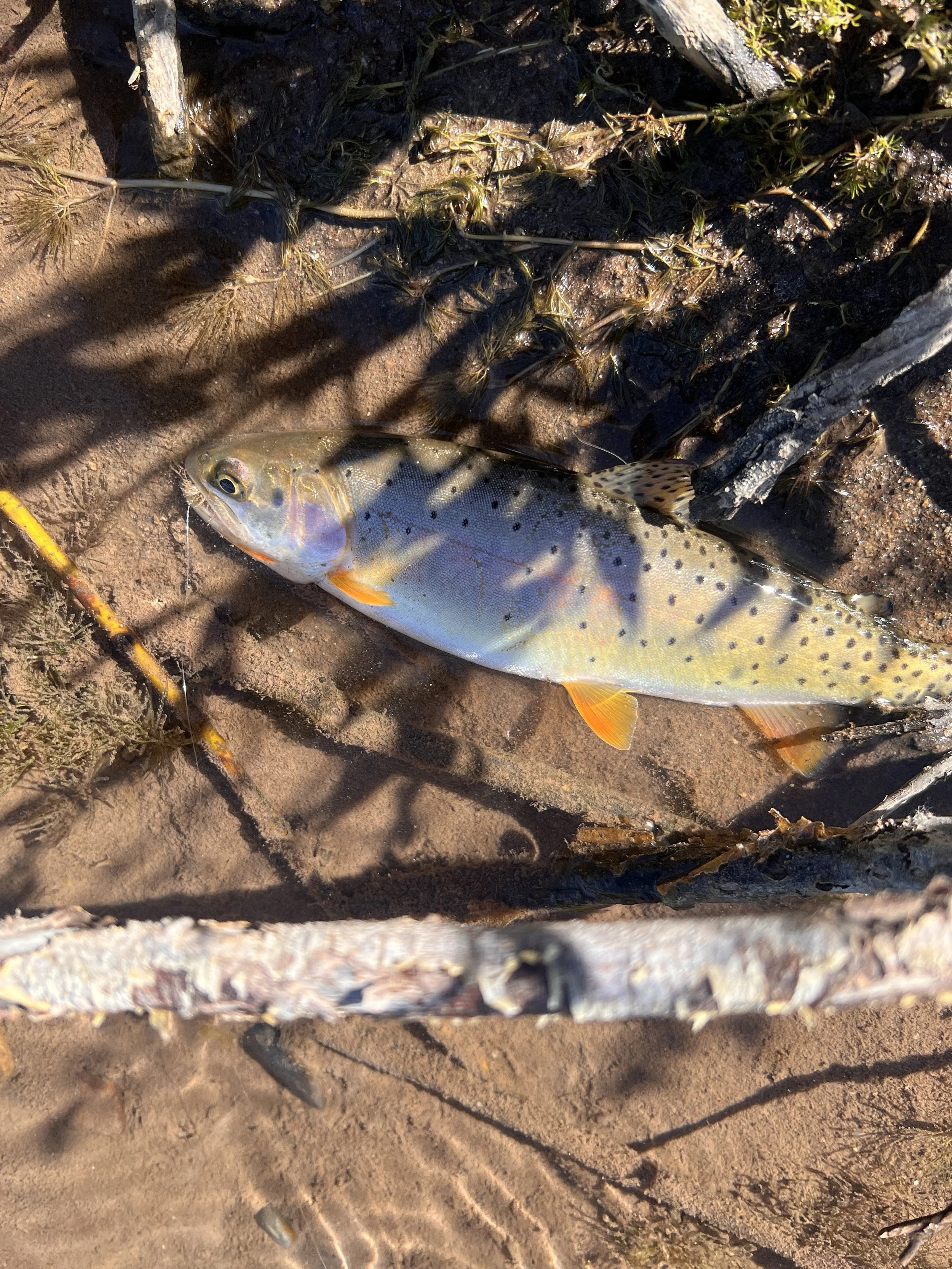 Bonneville Cutthroat