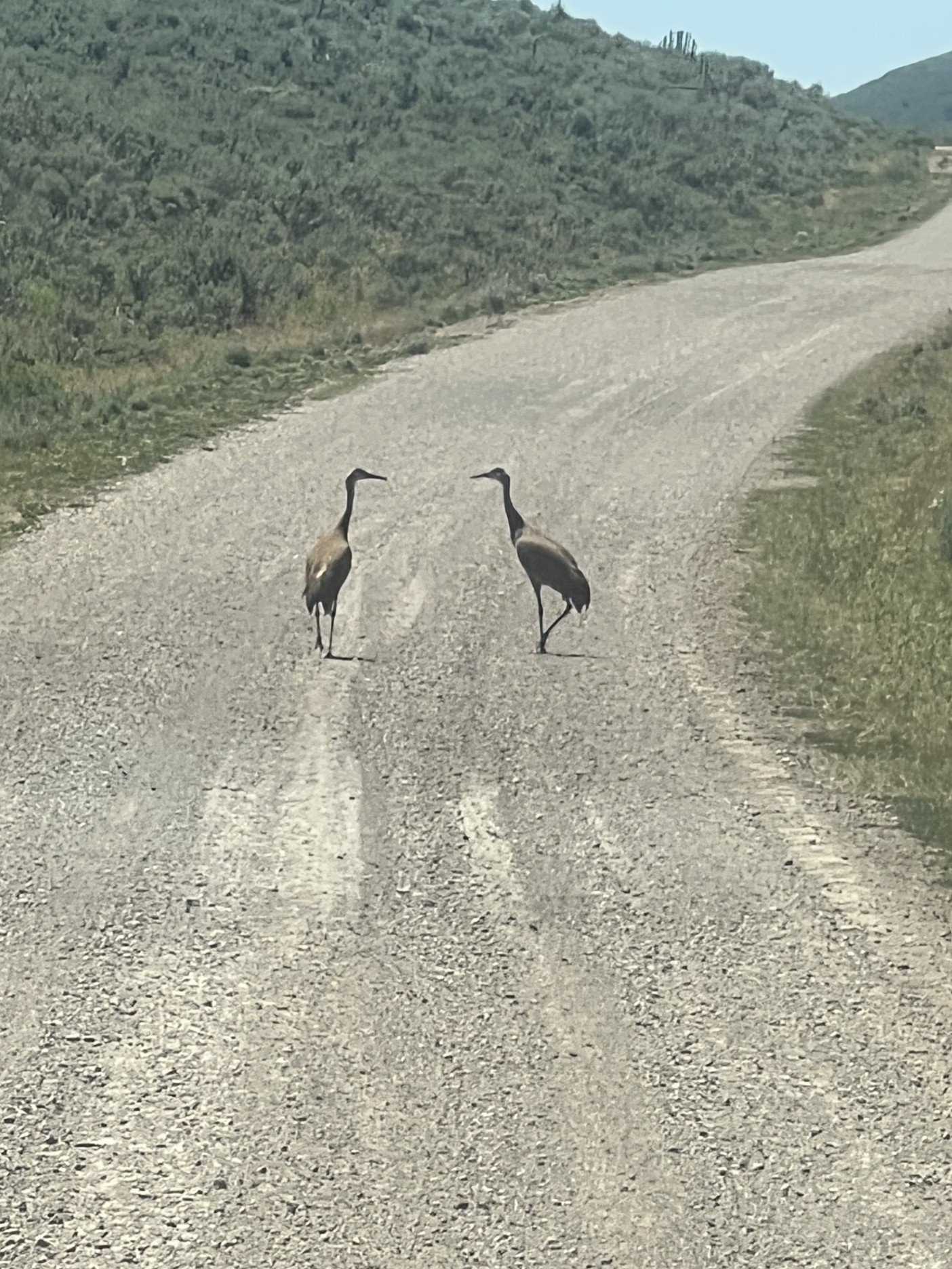 Sandhill Cranes