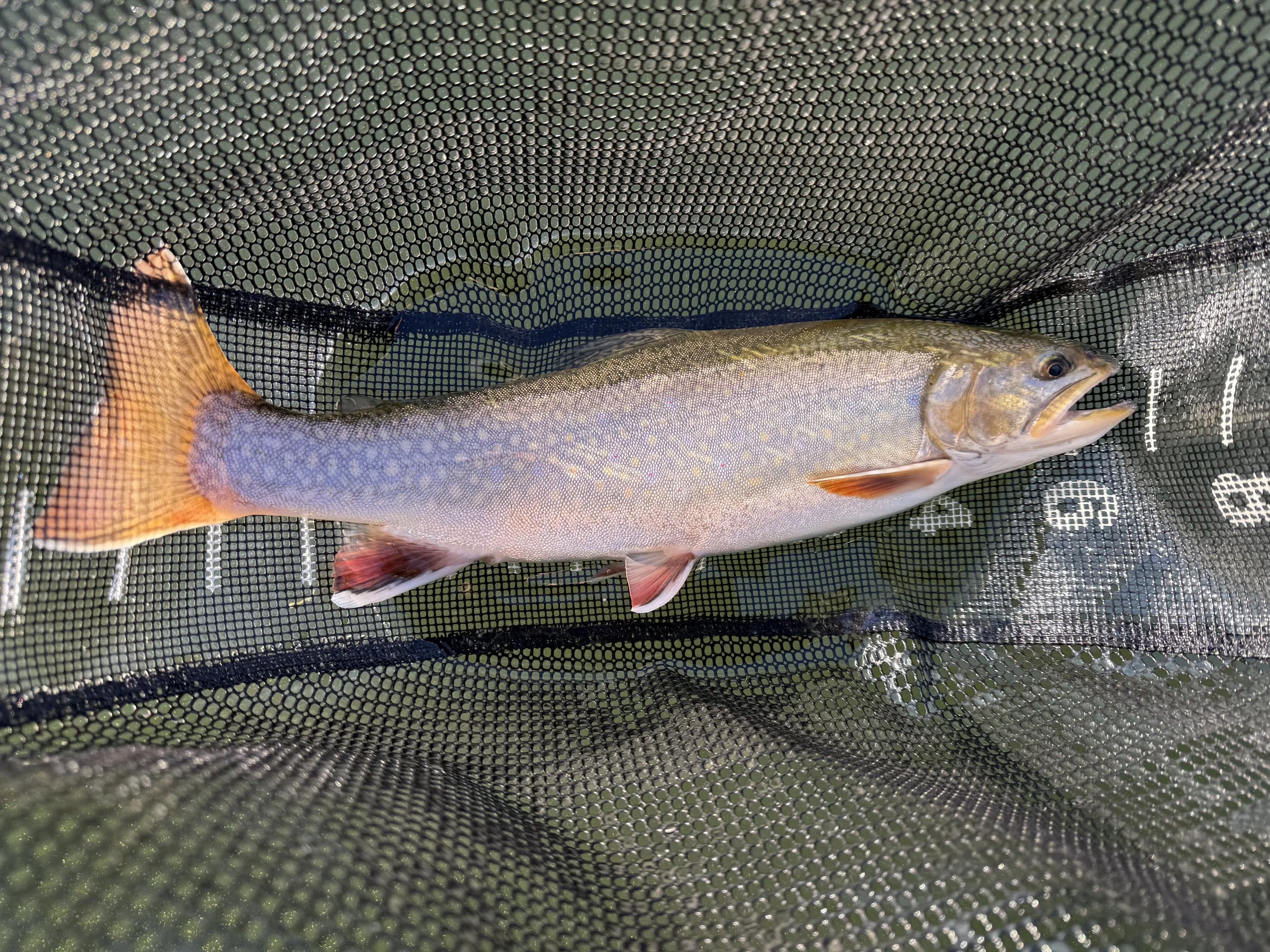 Brook Trout