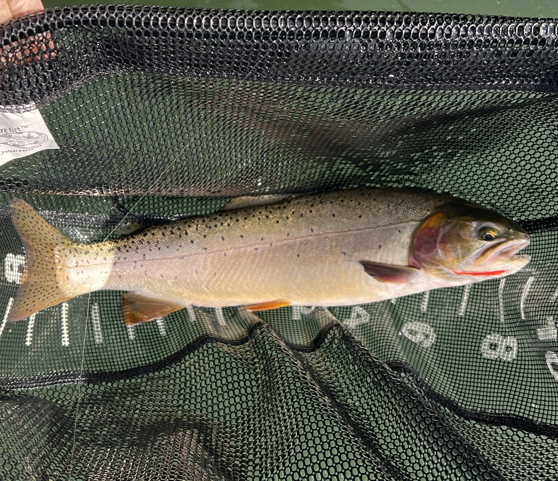 Hybrid