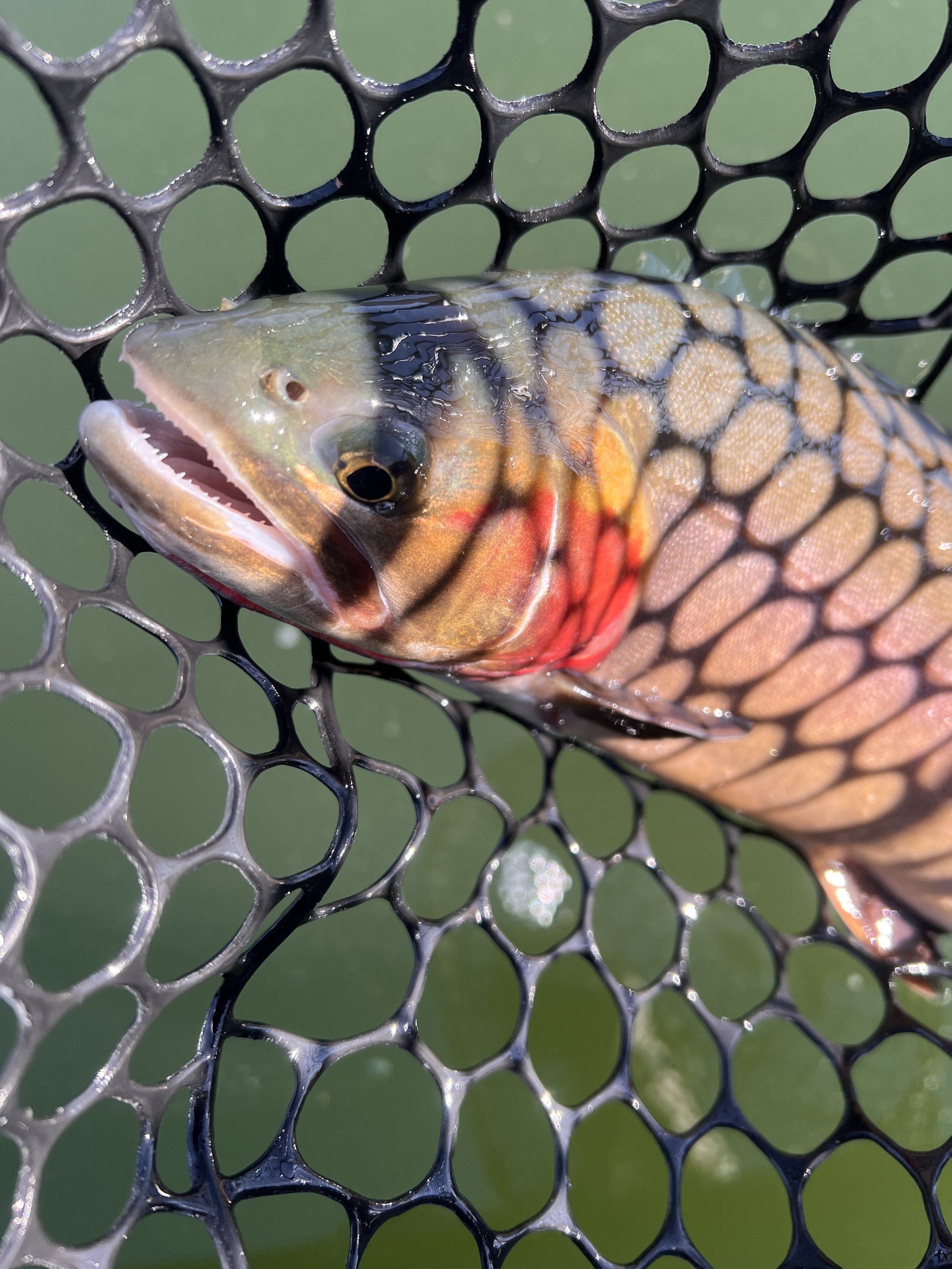 Yellowstone Cutthroat