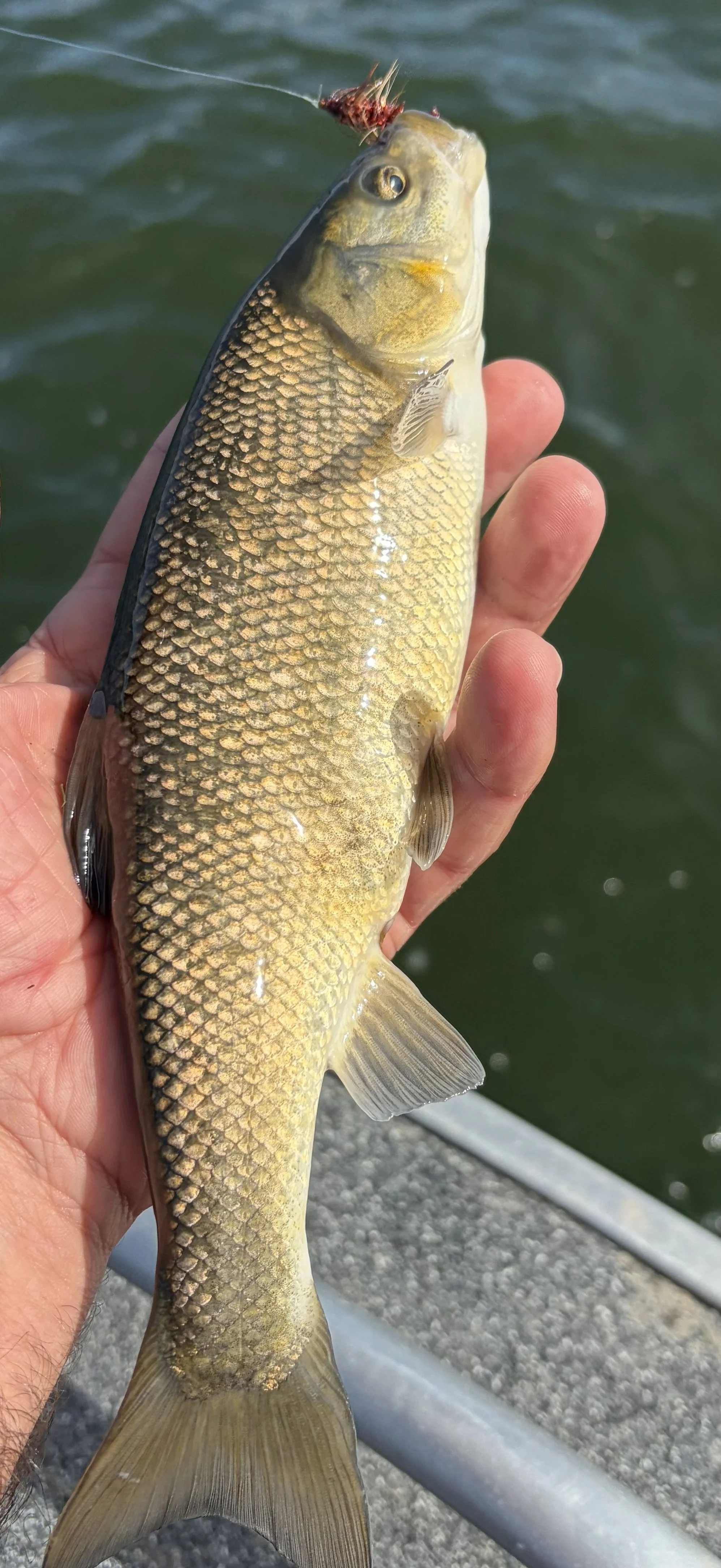 Utah Chub