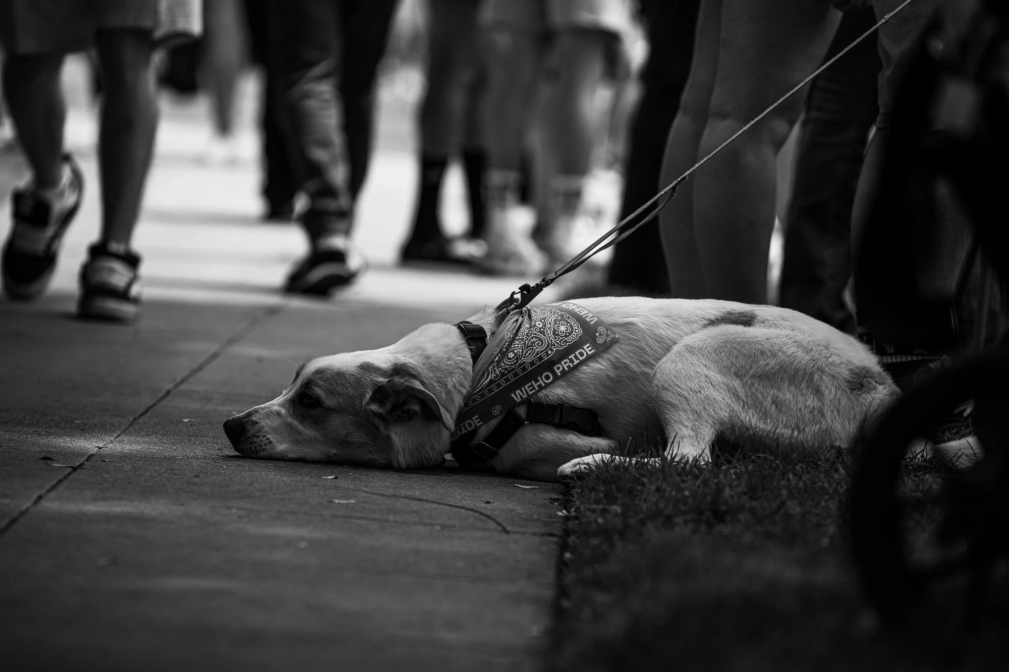 WeHo Dog.jpg