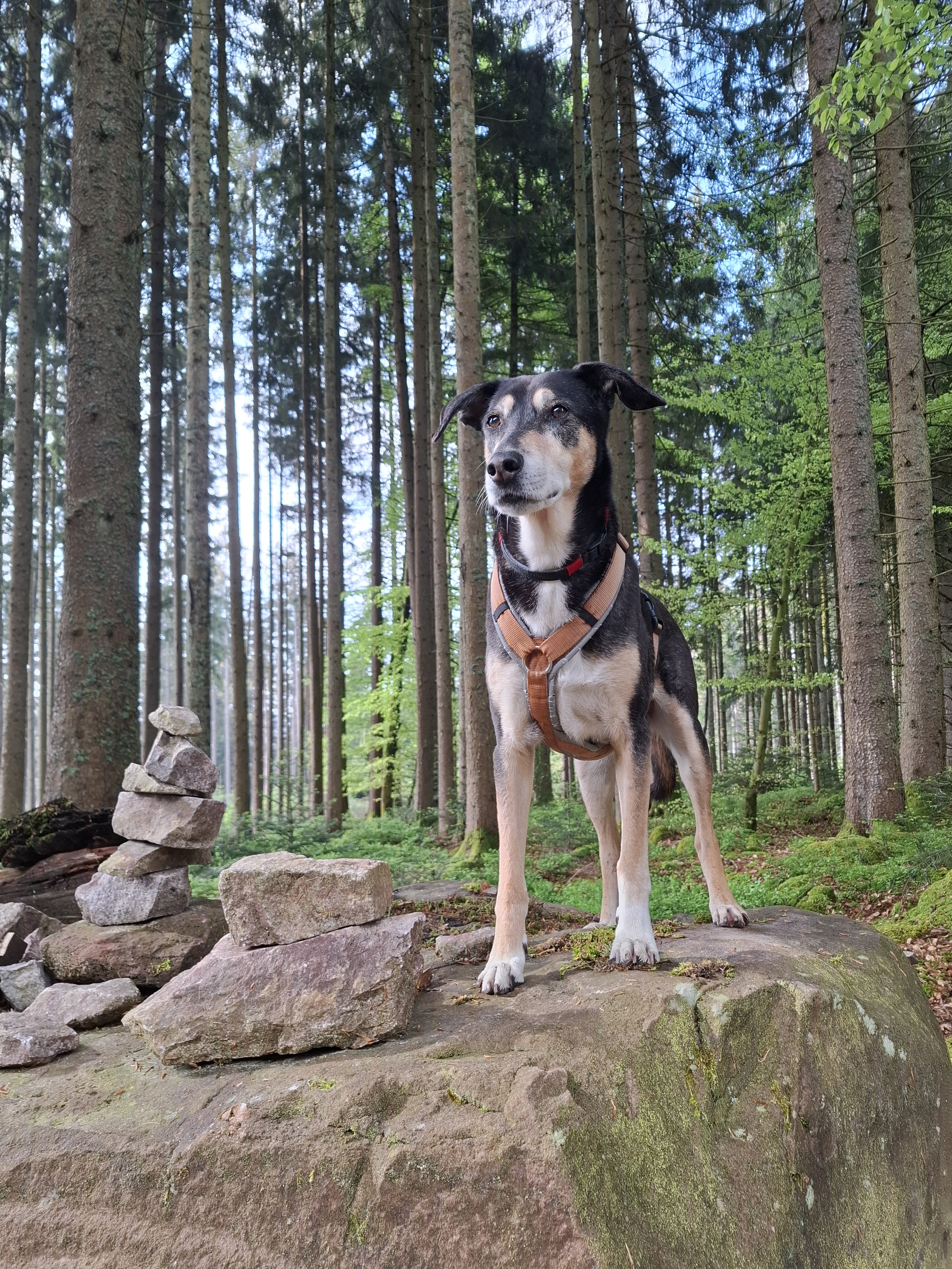 Kleine Auszeit im Schwarzwald