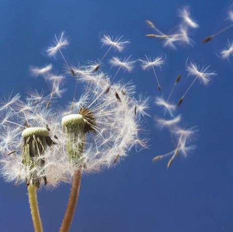   Spring Clean the Mind. 
This energising mindset session helps participants understand how their thoughts shape behaviour.
 From £695. 
 
Delivery: In-person,
Delivery: Virtual,
Objective: Wellbeing & mental health,
Duration: Bite sized events ( 