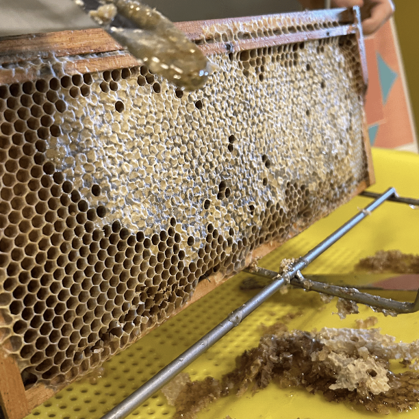 Honey Harvesting Workshop.