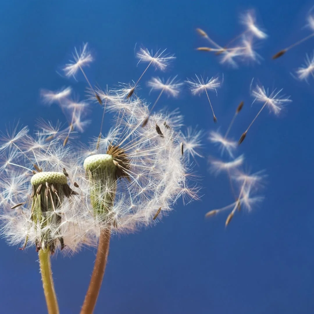 Spring Clean Mind.jpg