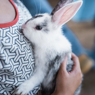   Animal Meet & Greet. 
Get a chance to handle and/or interact with some animal friends such as bunnies, mice, frogs, lizards or spiders to name a few.
 Please enquire for a quote. 
 
Audience: Kids,
Activity: Entertainment,
 