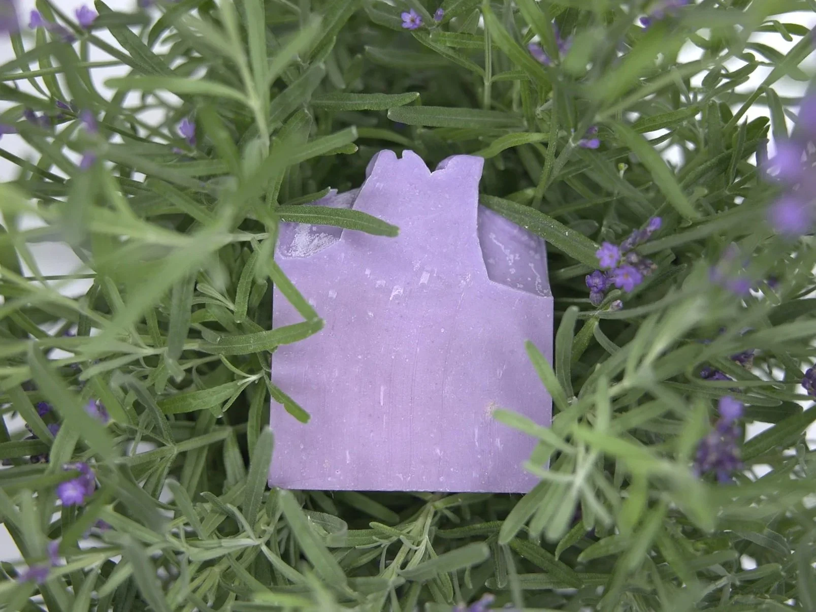 lavendel5.jpg
