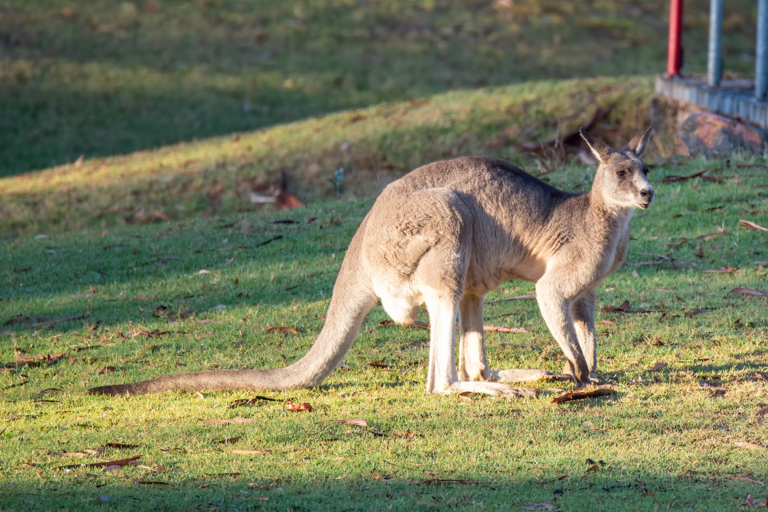 kangaroo1.jpeg