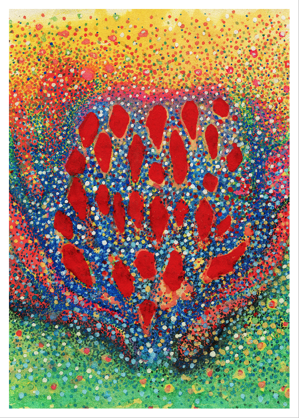 Rainbow Protea