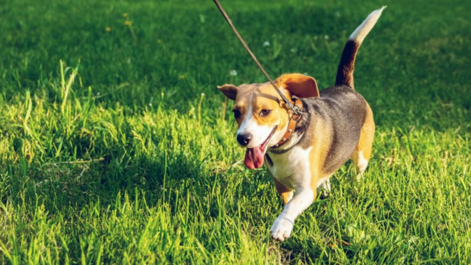 Maximise results when walking your dog