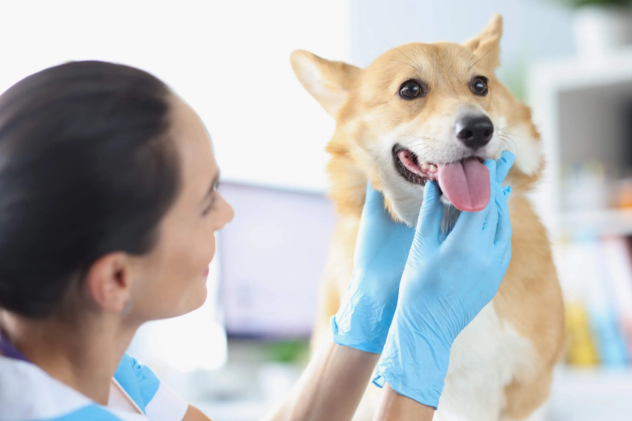The picture shows a Corgi dog at the vet. The vet is wearing blue nitrile gloves