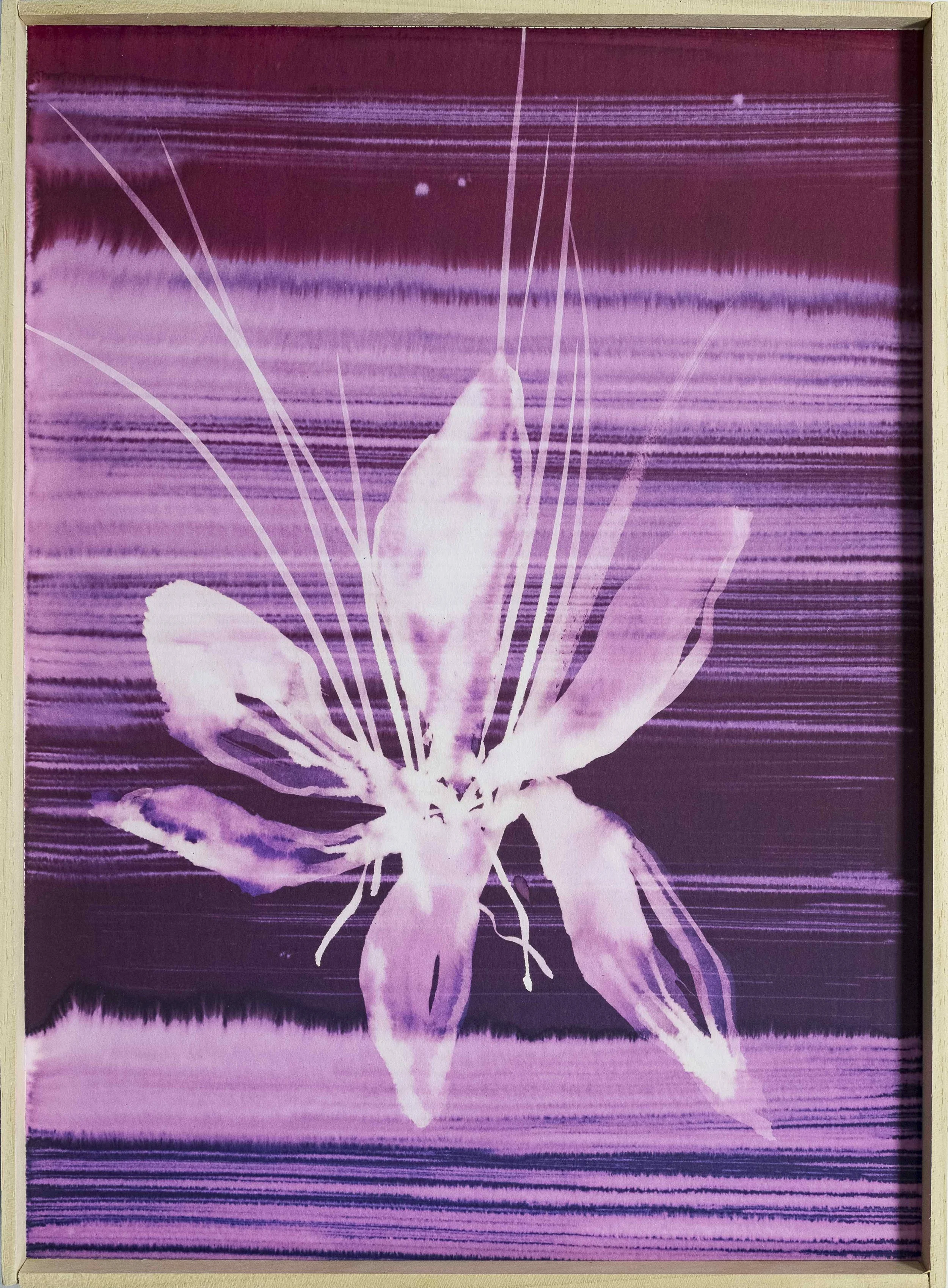 Fiori Rari