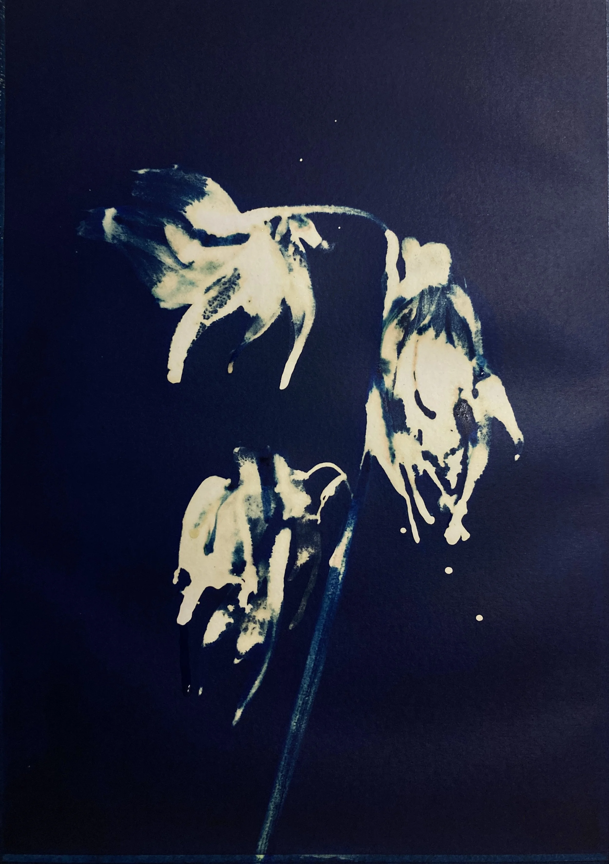 [Emanuele Dottori] 2025 Fiori rari - Orchidea Fantasma 1 inchiostro e candeggina su carta A3.jpg