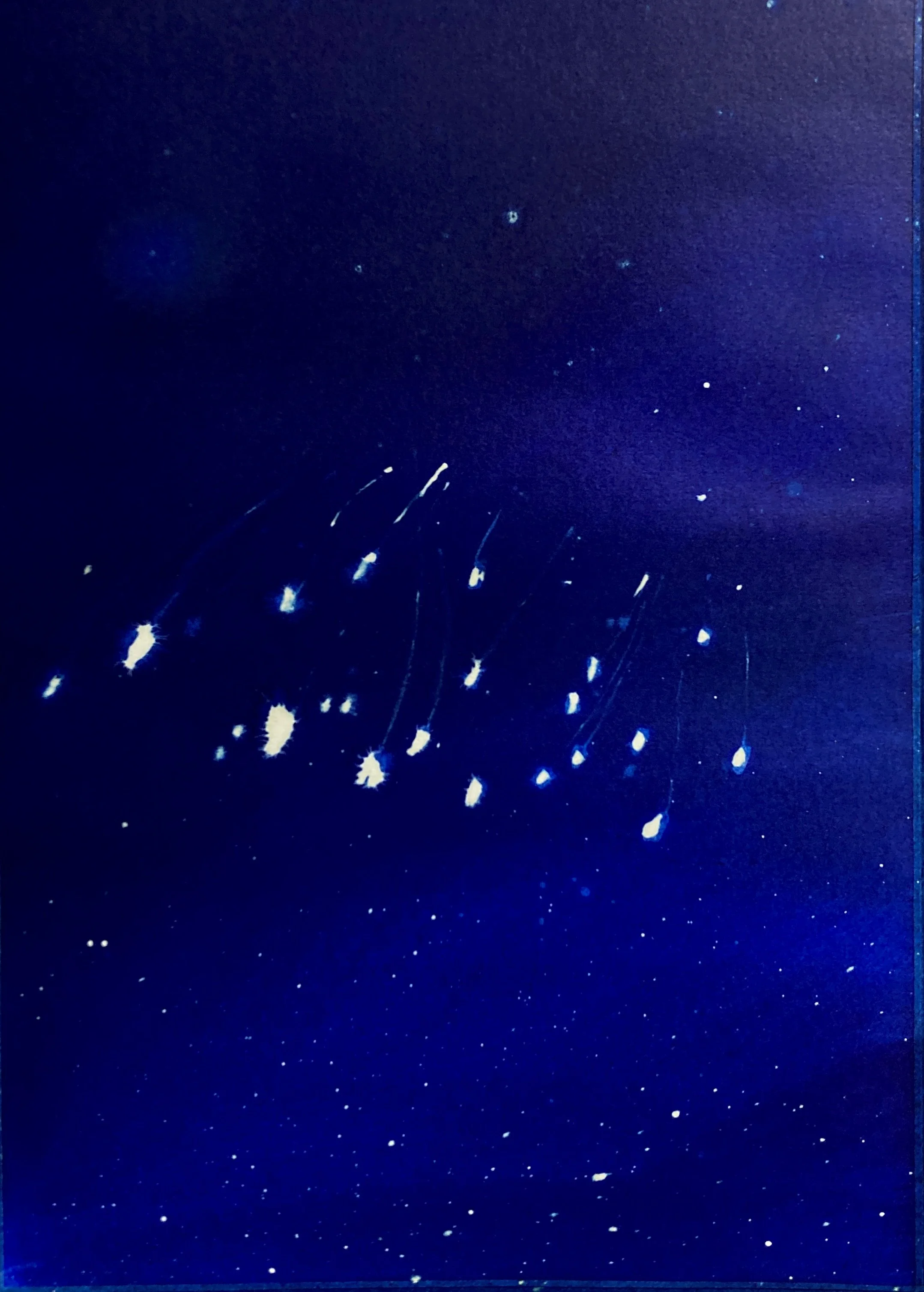 [Emanuele Dottori] 2025 Fiori rari - Udumbara 3 inchiostro e candeggina su carta A3.jpg