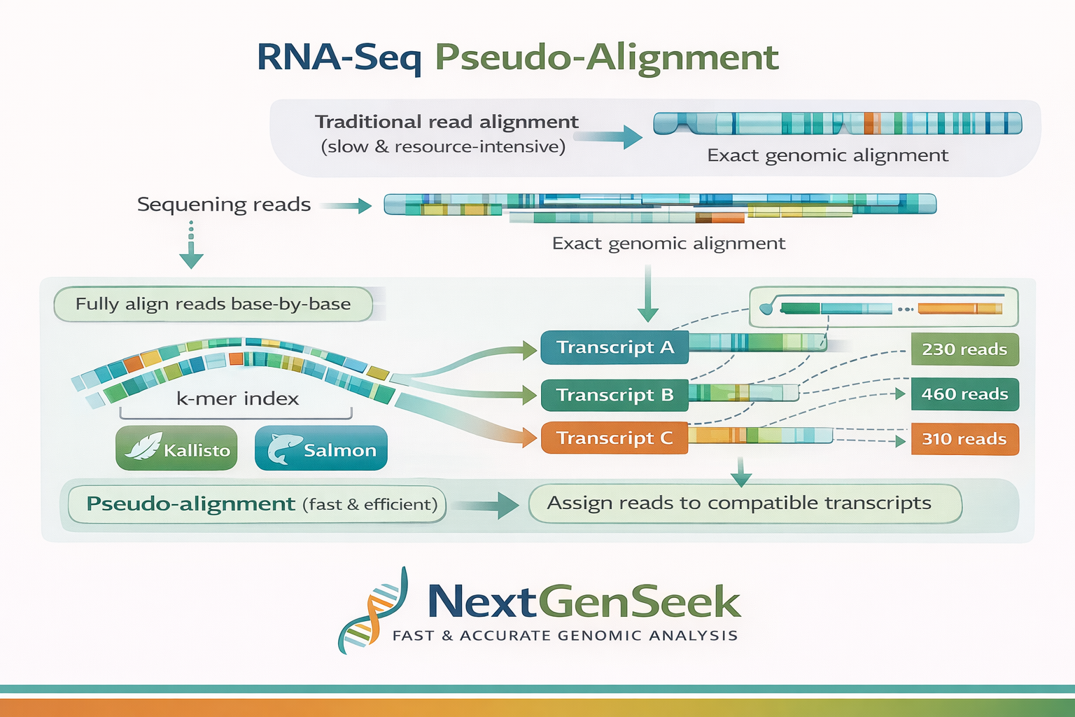 Unlocking the Speed of RNA-Seq Analysis: The Power of Pseudo-Alignment with Kallisto and Salmon
