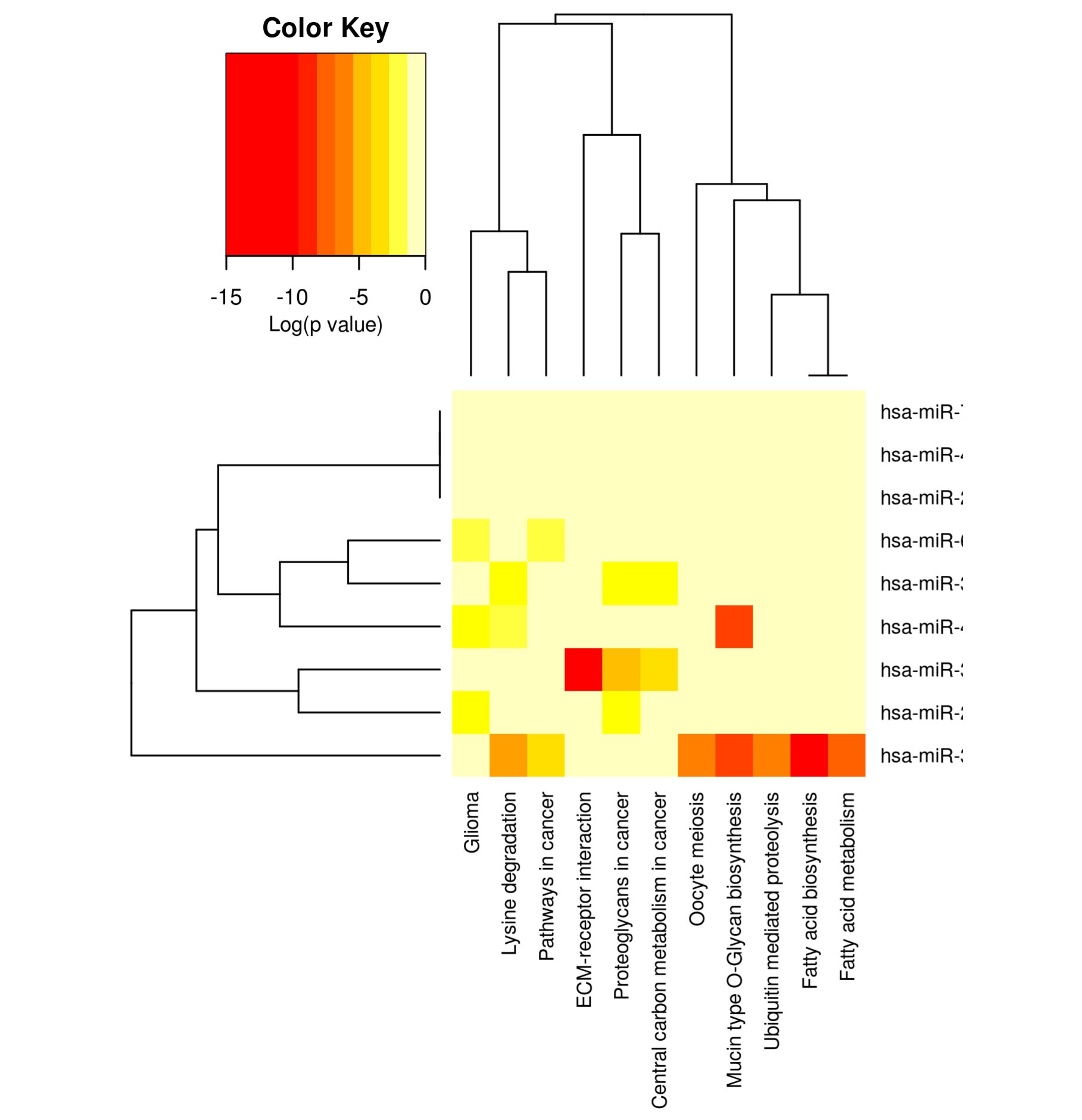 Heatmap to show the pathways affected by the most significantly miRNAs
