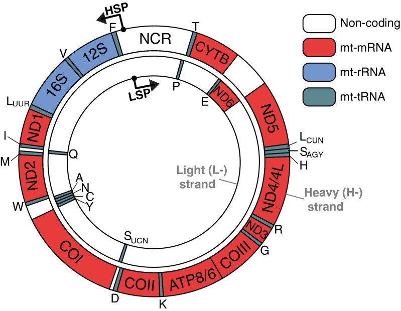 mtDNA.jpg?format=1000w