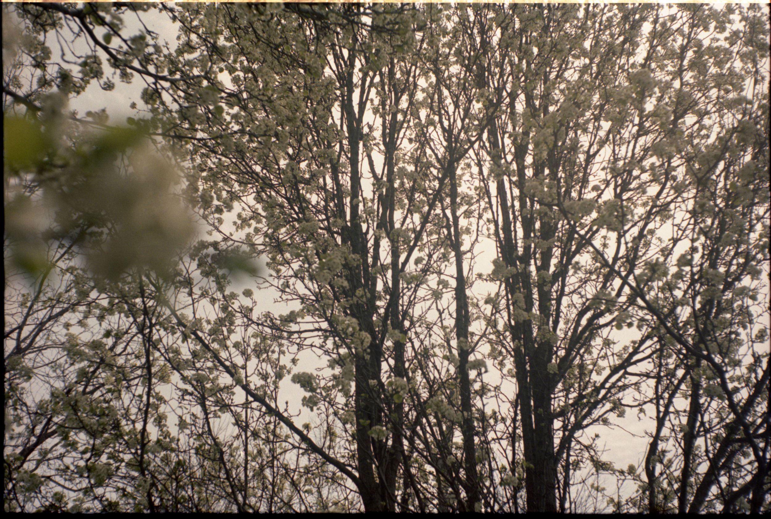 april22portra400021.jpg