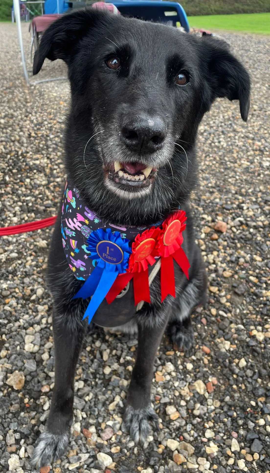 Laz doing us proud, winning rosettes for waggiest tail, best smile and best veteran.