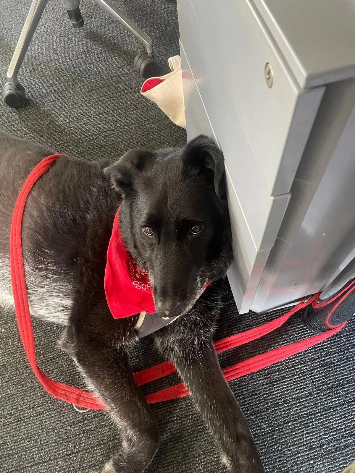Meet Laz, our canine addition to the MAA Team.
