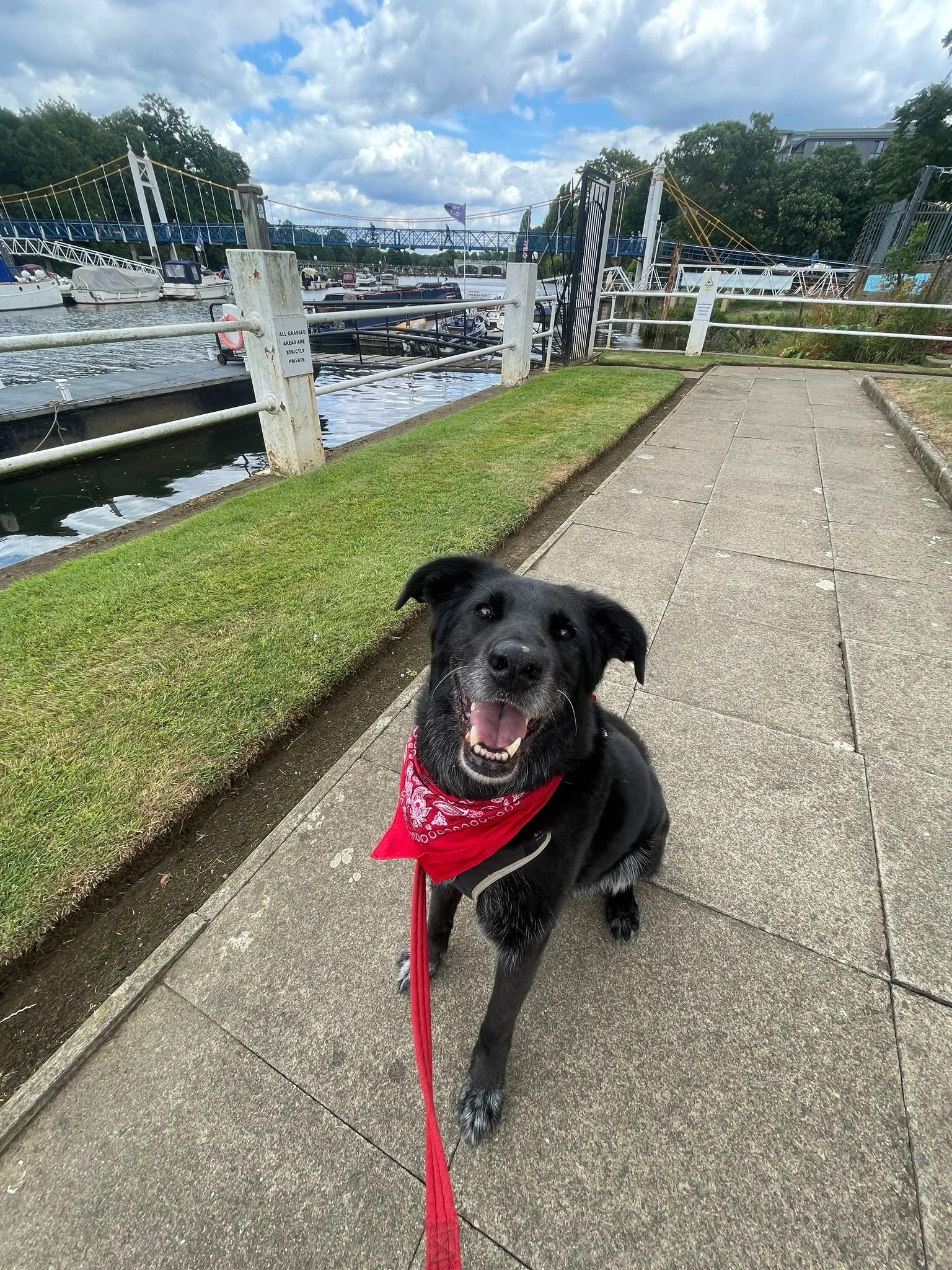 Laz enjoys lunchtime walks along the river and around Teddington Lock.