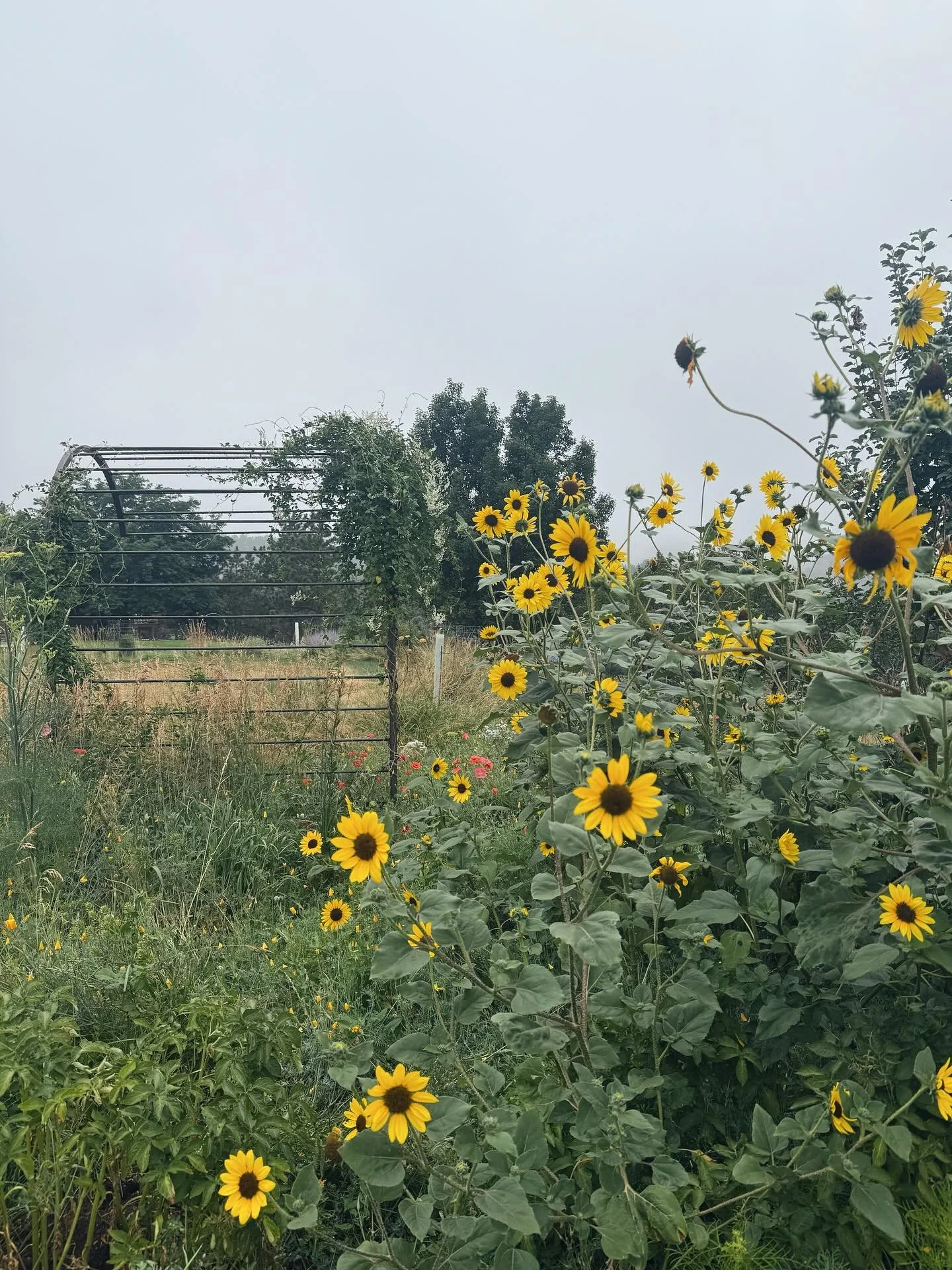 There&rsquo;s something about gray skies and grief - they seem to move together. Grateful for the quiet company of the landscape. Gardens make room for reflection in a way little else can.