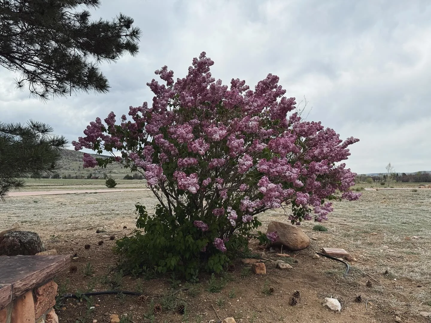 Lilac energy all along the foothills right now.