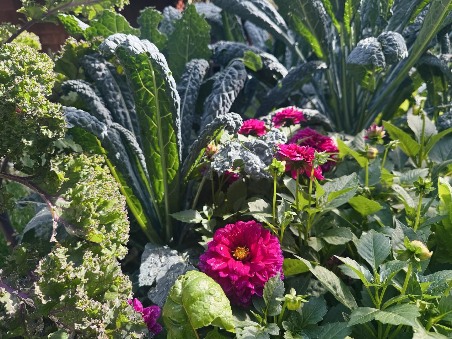 Summer 2025 gardens. New veggie, herb and flower beds installed and they absolutely delivered.