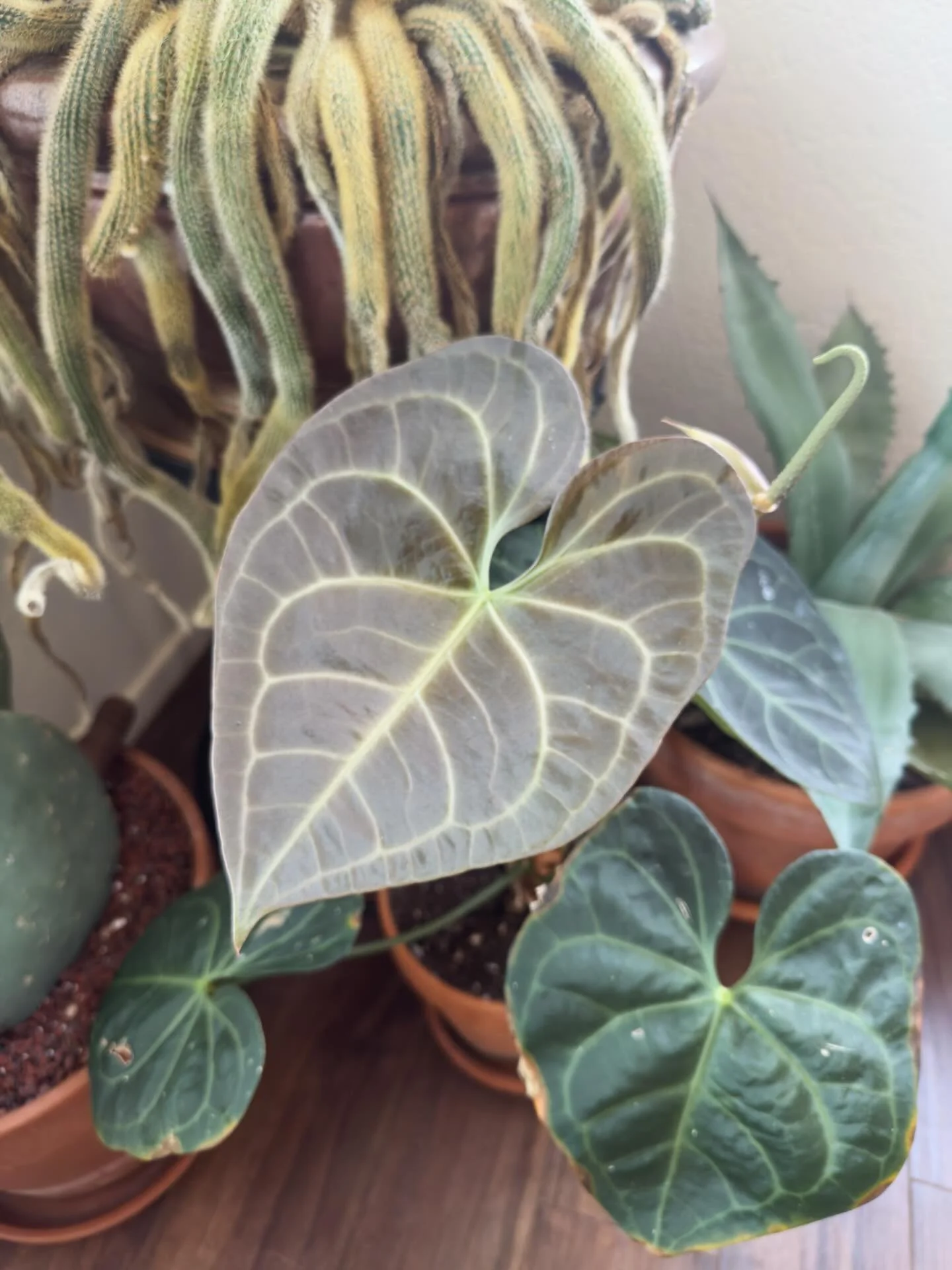 It took this particular anthurium crystallinum a couple years to acclimate to Colorado&rsquo;s dry mountain air. #newleafday