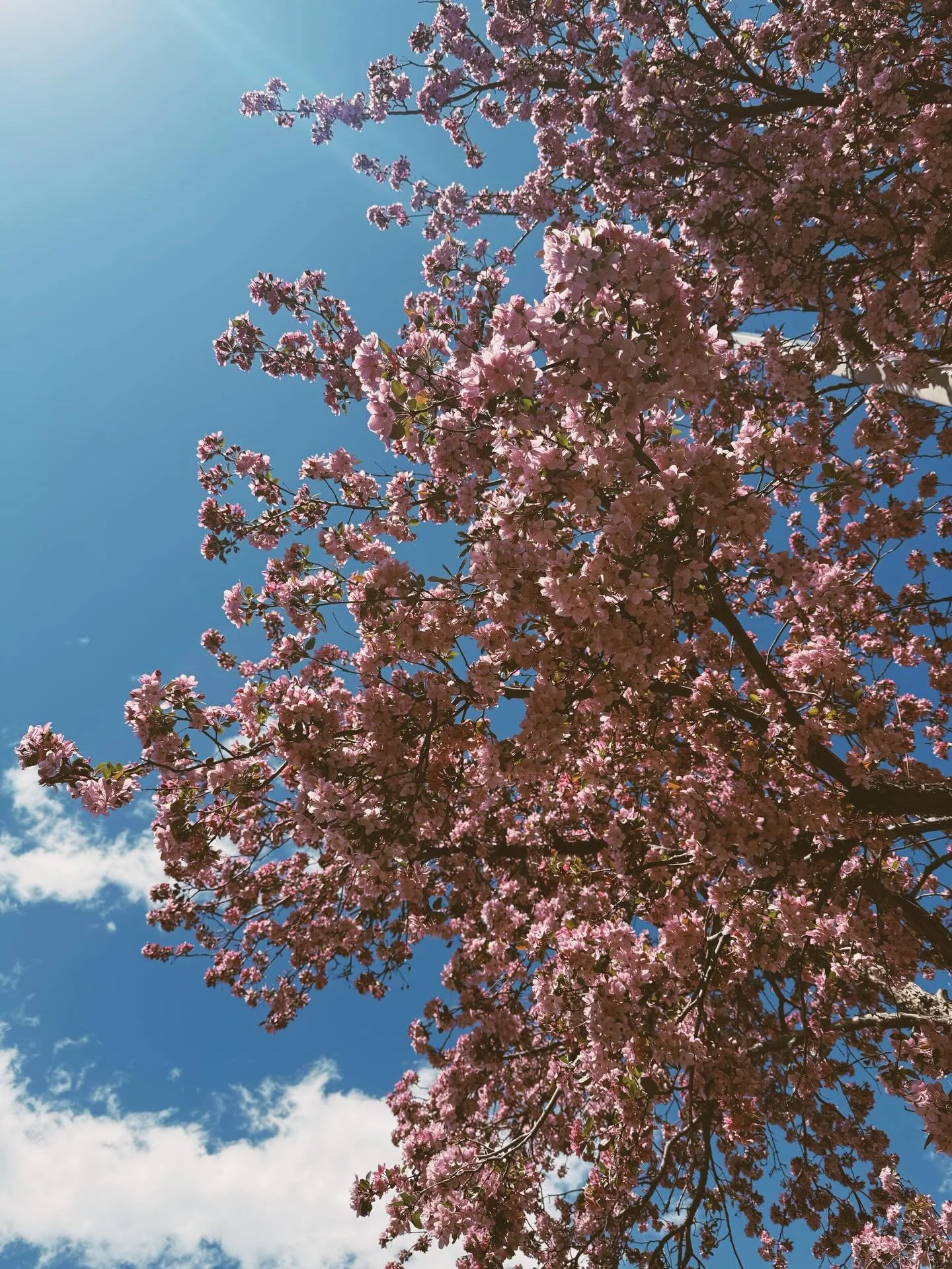 Spring has officially sprung and quite prematurely along the Front Range. After a ridiculously mild winter and record breaking temps in March, we hate to love all the blossoms bustin&rsquo; open.