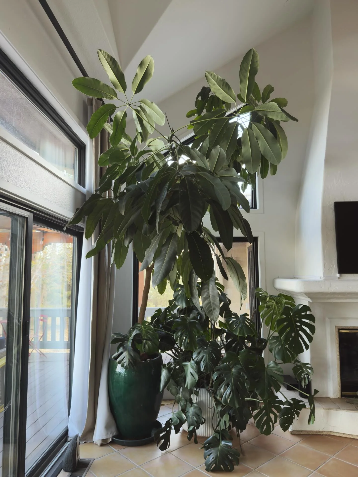 Inherited plants have stories. This Schefflera came with my clients' new home, and they wanted to make sure hers continued. We're happy to be part of it.

#houseplants #schefflera