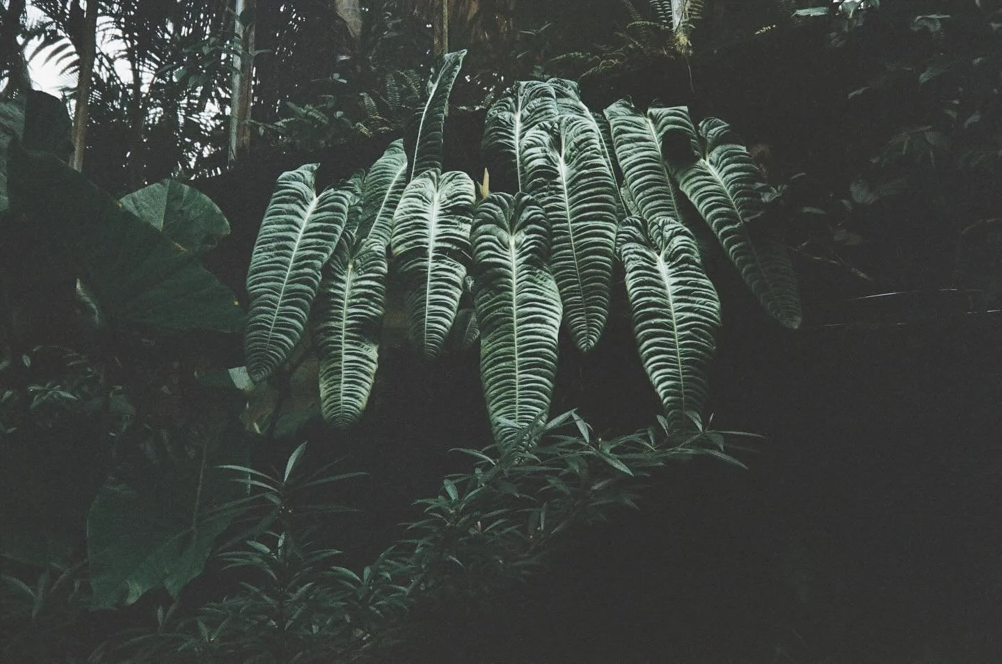 Moody film developed from our field trip to @fairchildgarden in Miami.

#anthuriumveitchii #kinganthurium